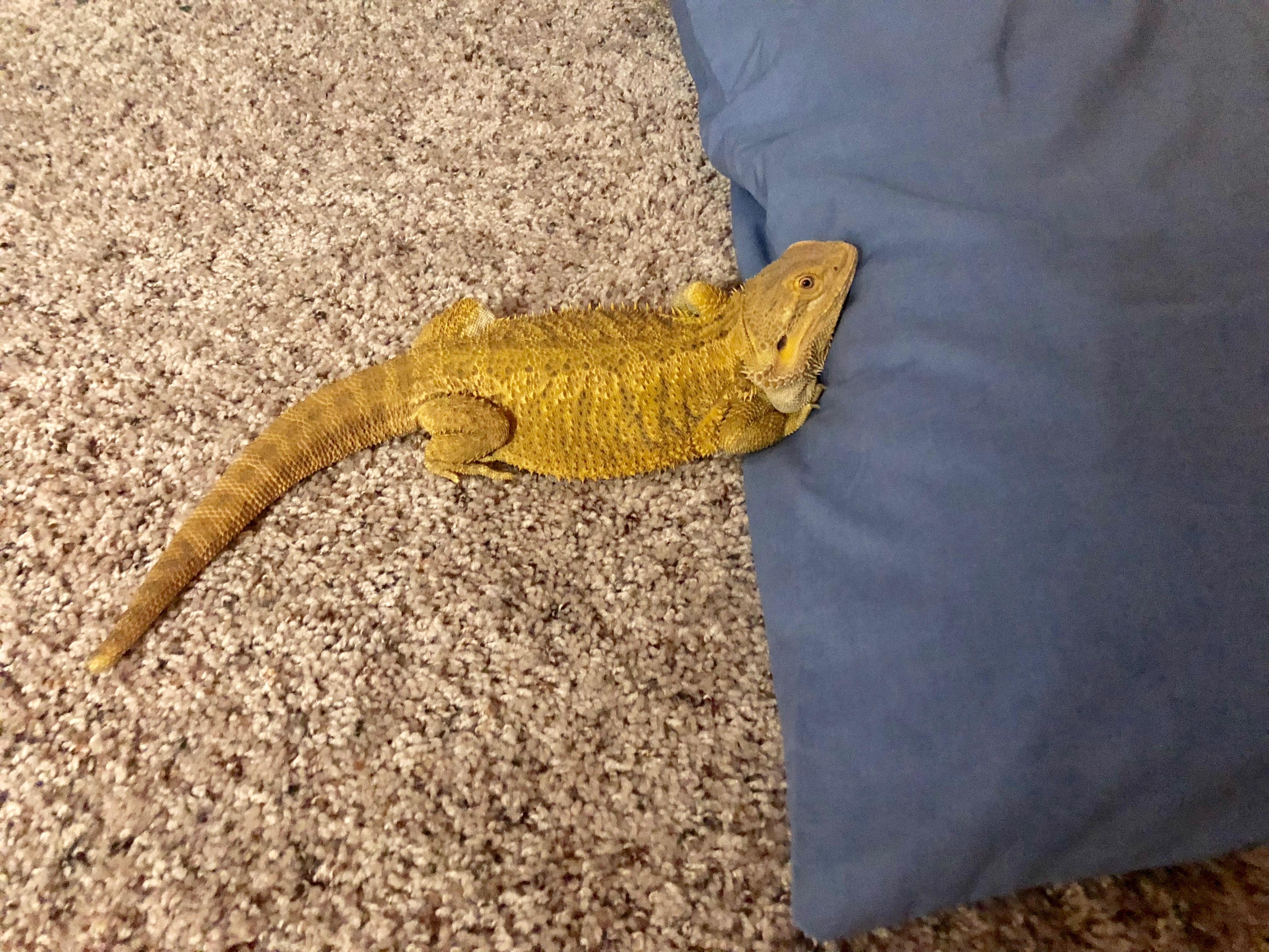 A pillow fell off my bed in the middle of the night and look who I