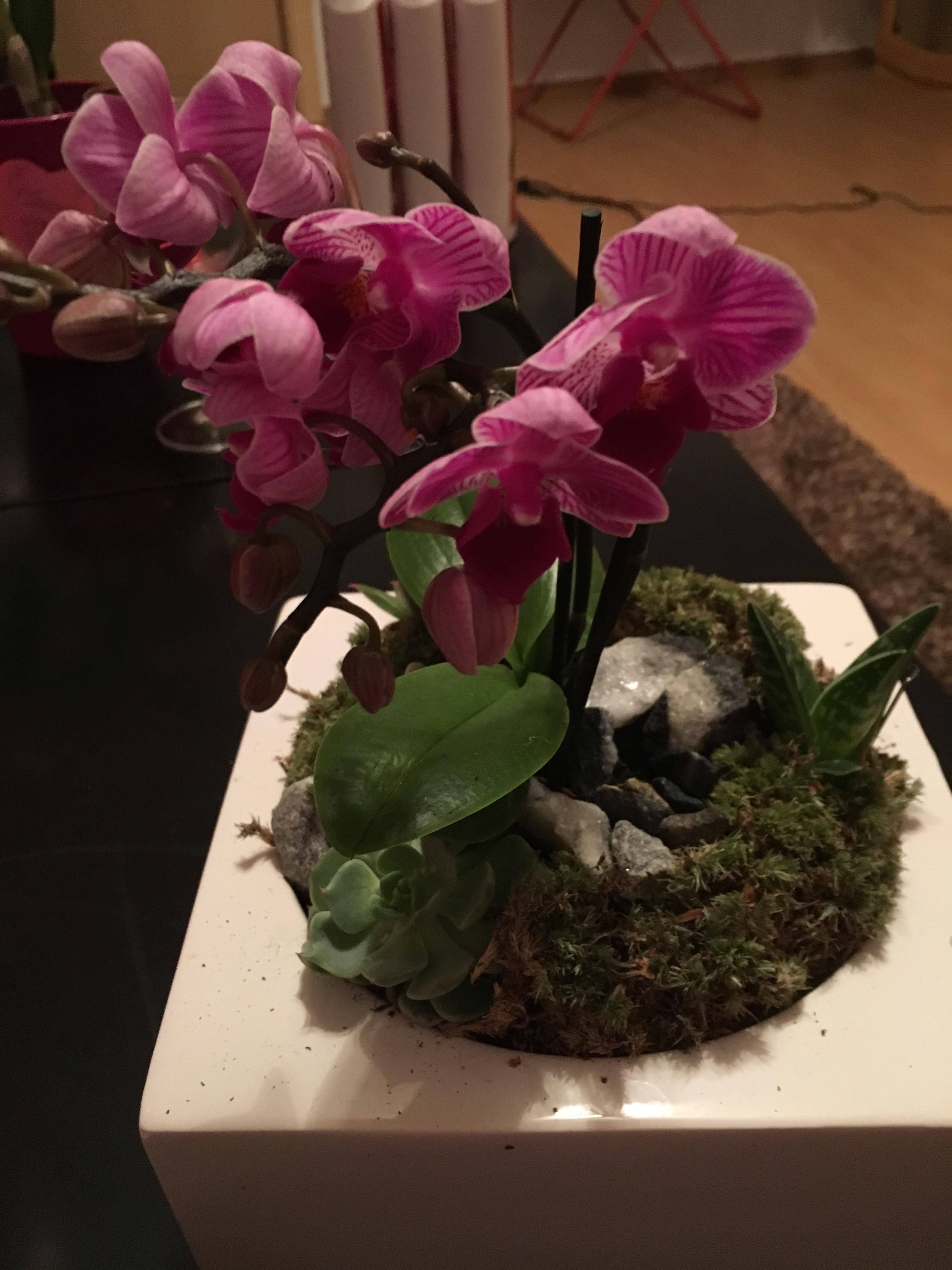 So, my roommate bought this orchid and it is planted together in one