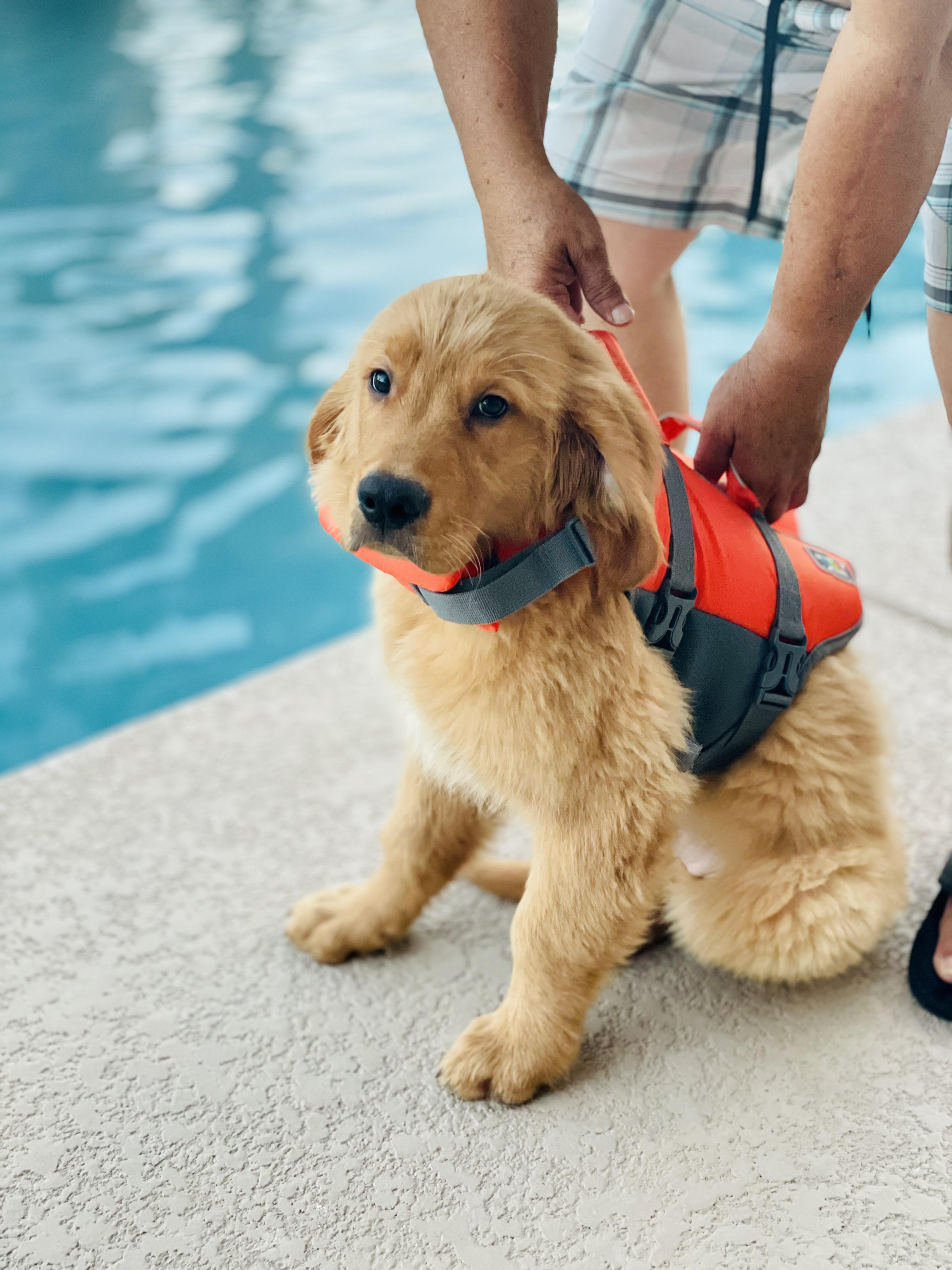 Not a fan of the life vest, but he loves to swim! r/goldenretrievers