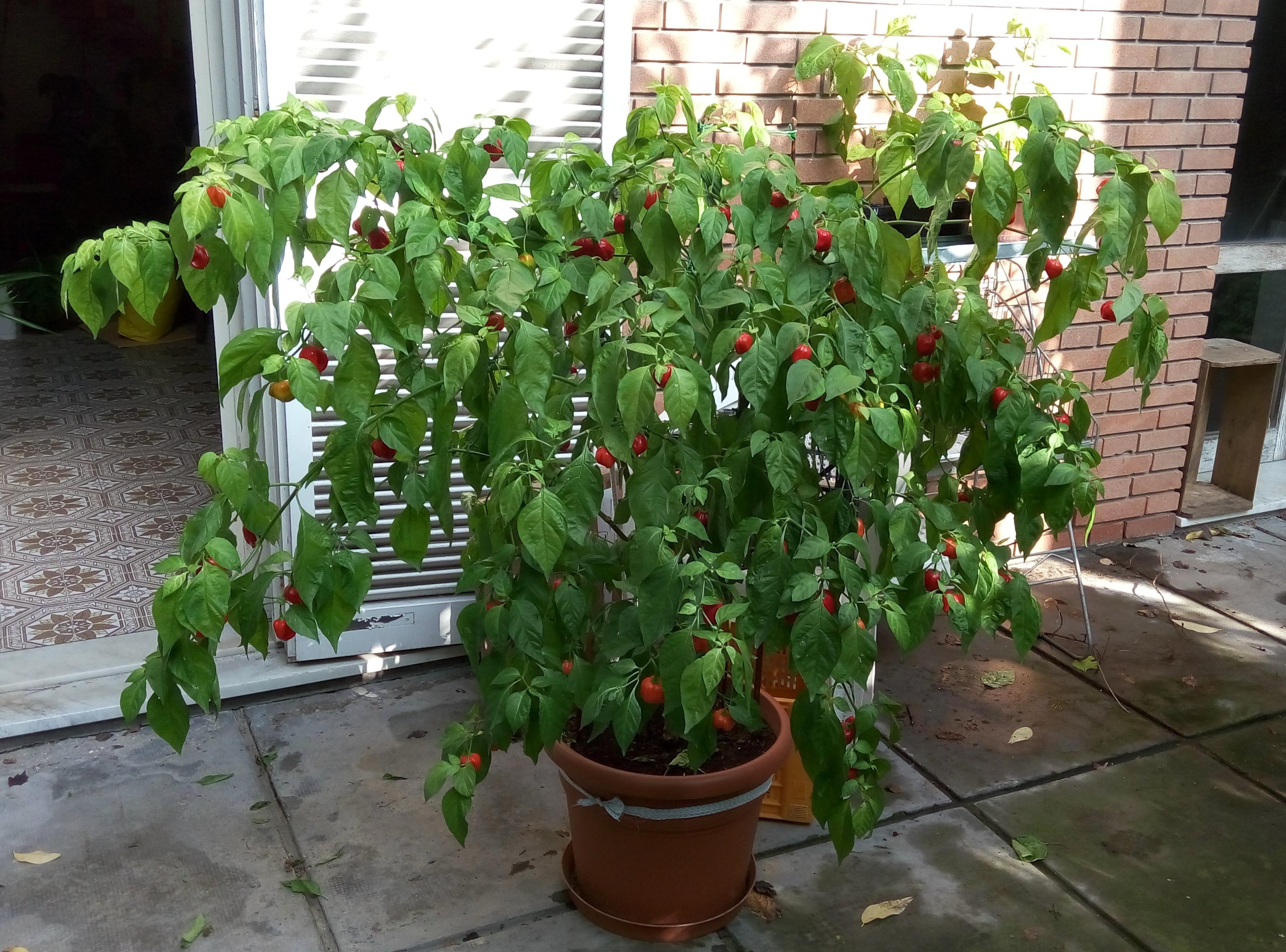 My nine year old Habanero gardening