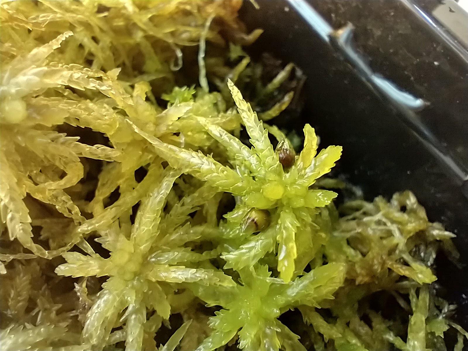 How to tell when sporophytes are ripe? r/Sphagnum