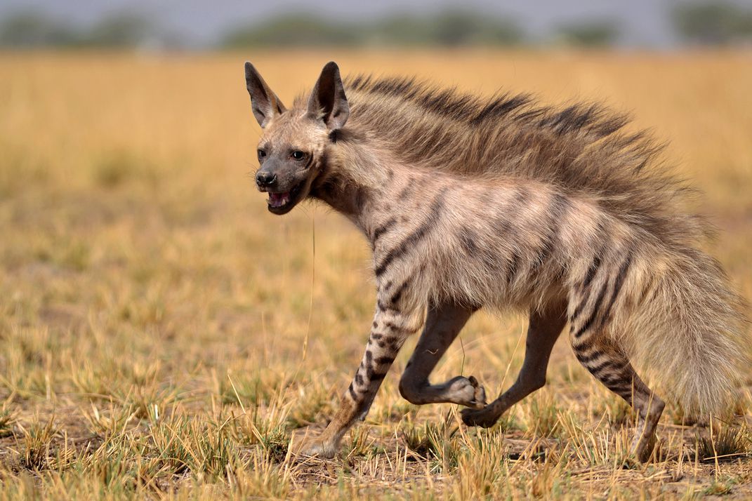 🔥 Striped hyenas tend to have a prominent mohawklike hairline on their