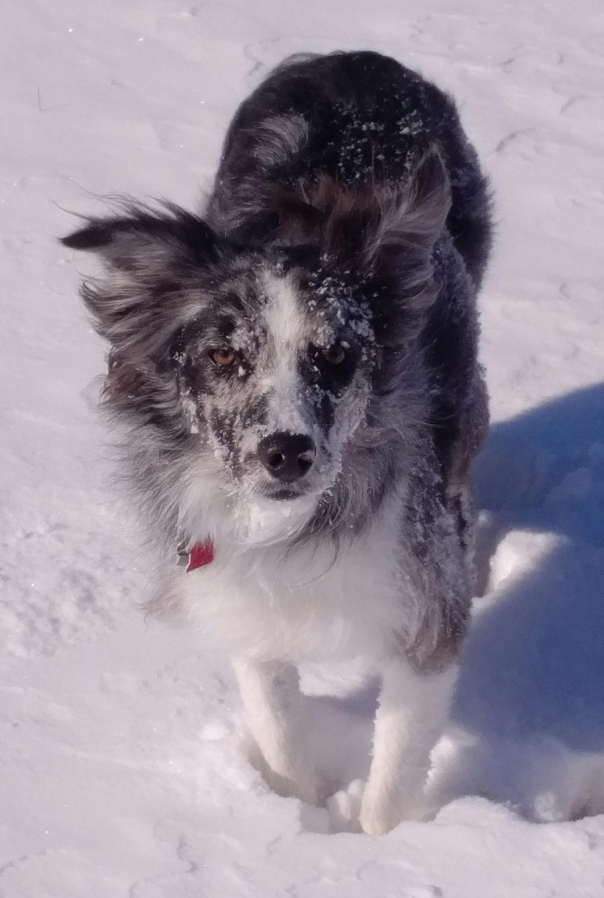 Majestic dog with beard r/pics