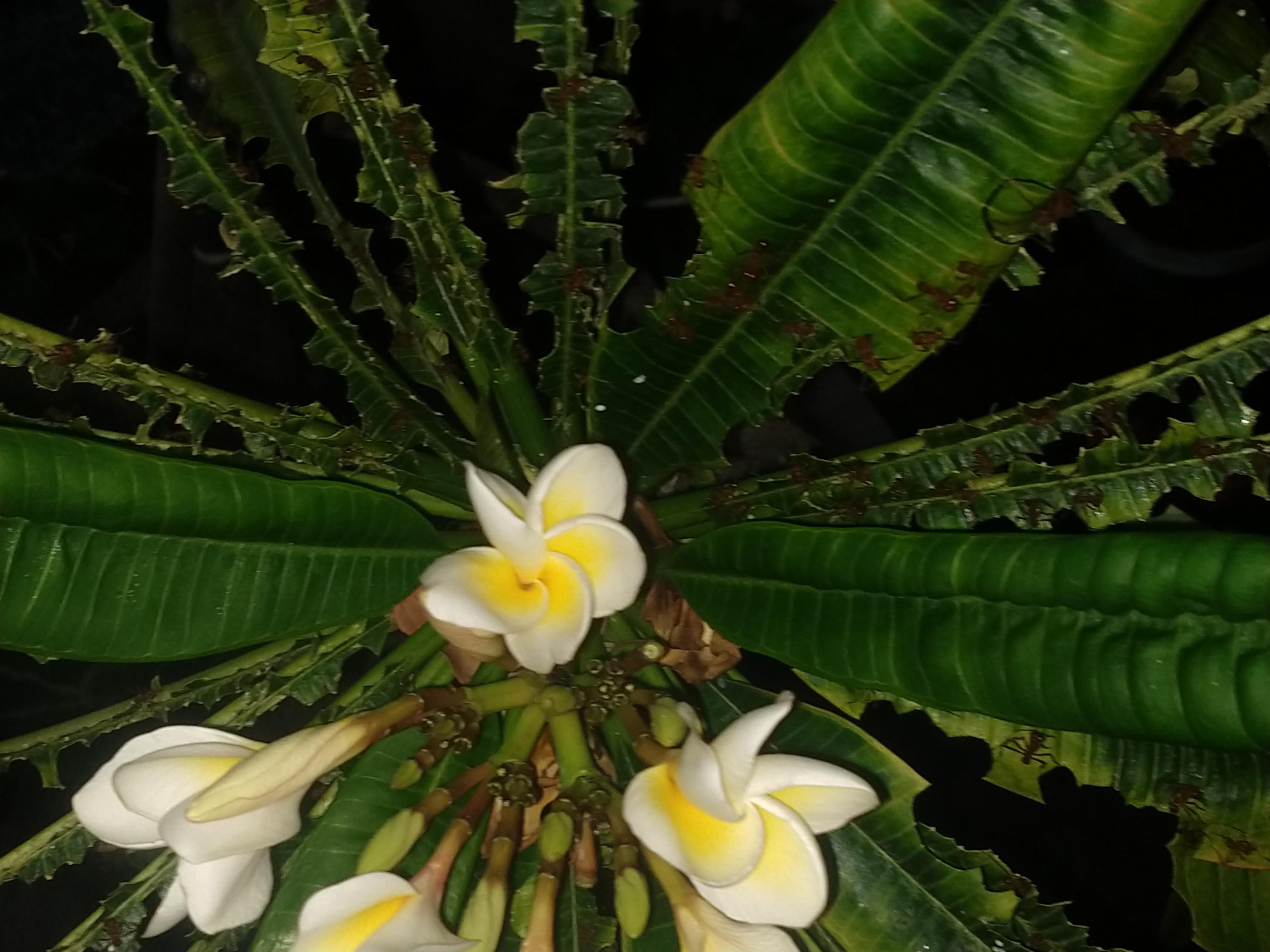 What can I do to stop these giant ants from eating my Plumeria leaves