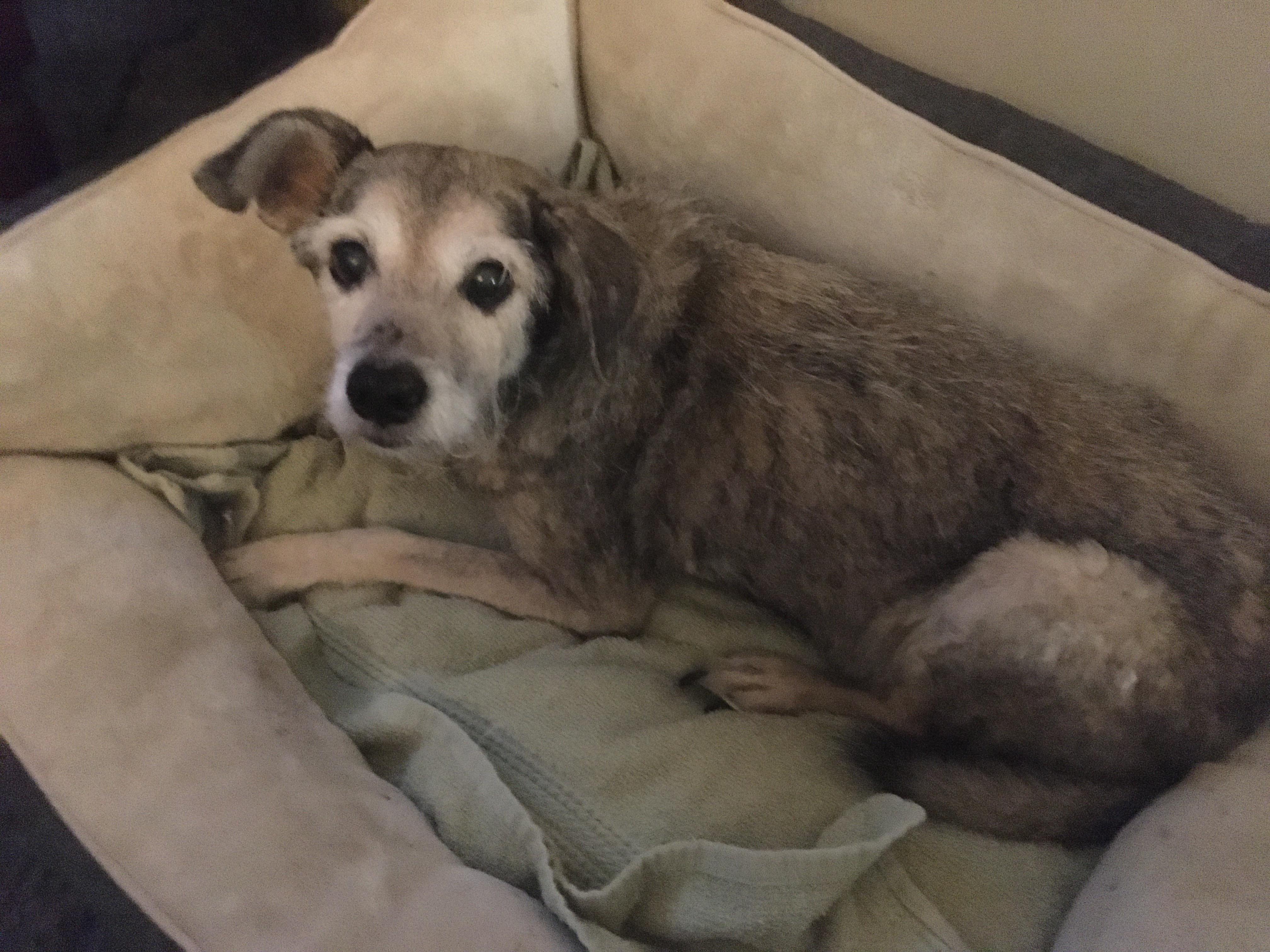 This is 18yo Peaches. This picture is some of her final moments before