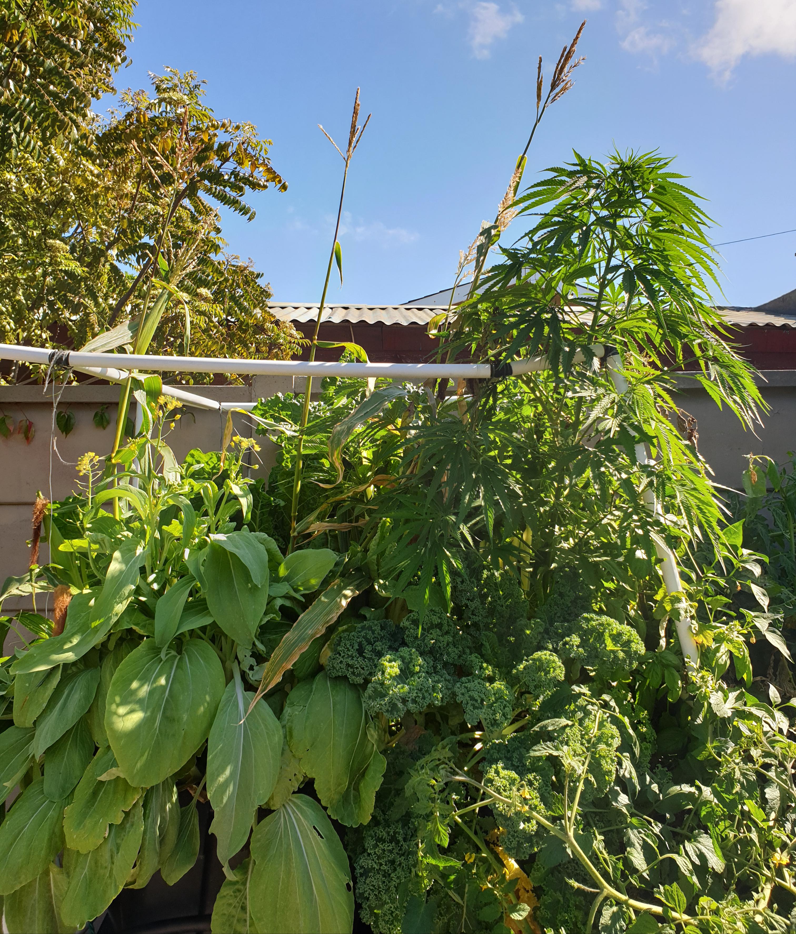 1 of my first weed plants suddenly just started wilting and now dried