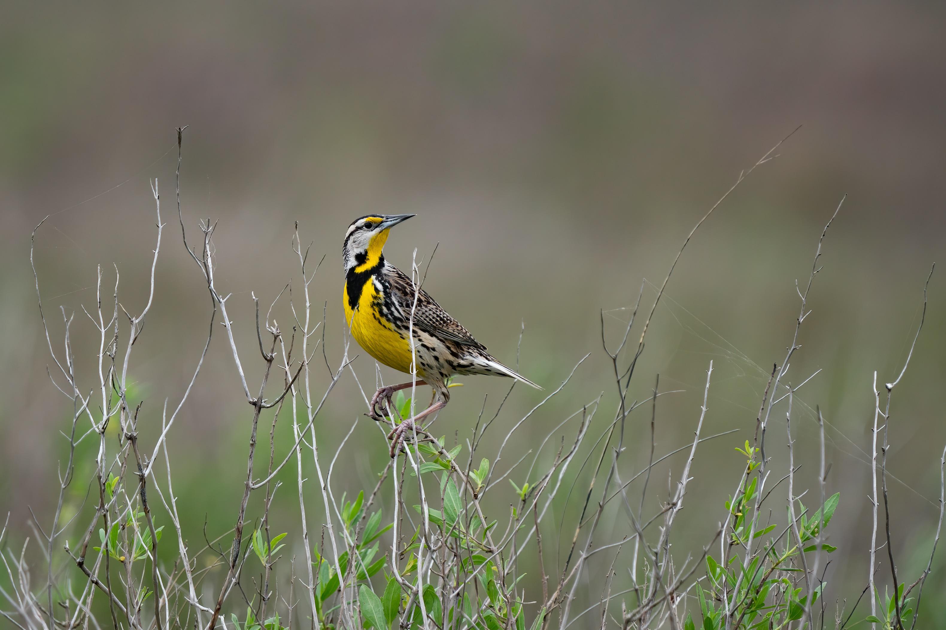 Eastern Meadowlark, Anahuac NWR, Texas r/birding