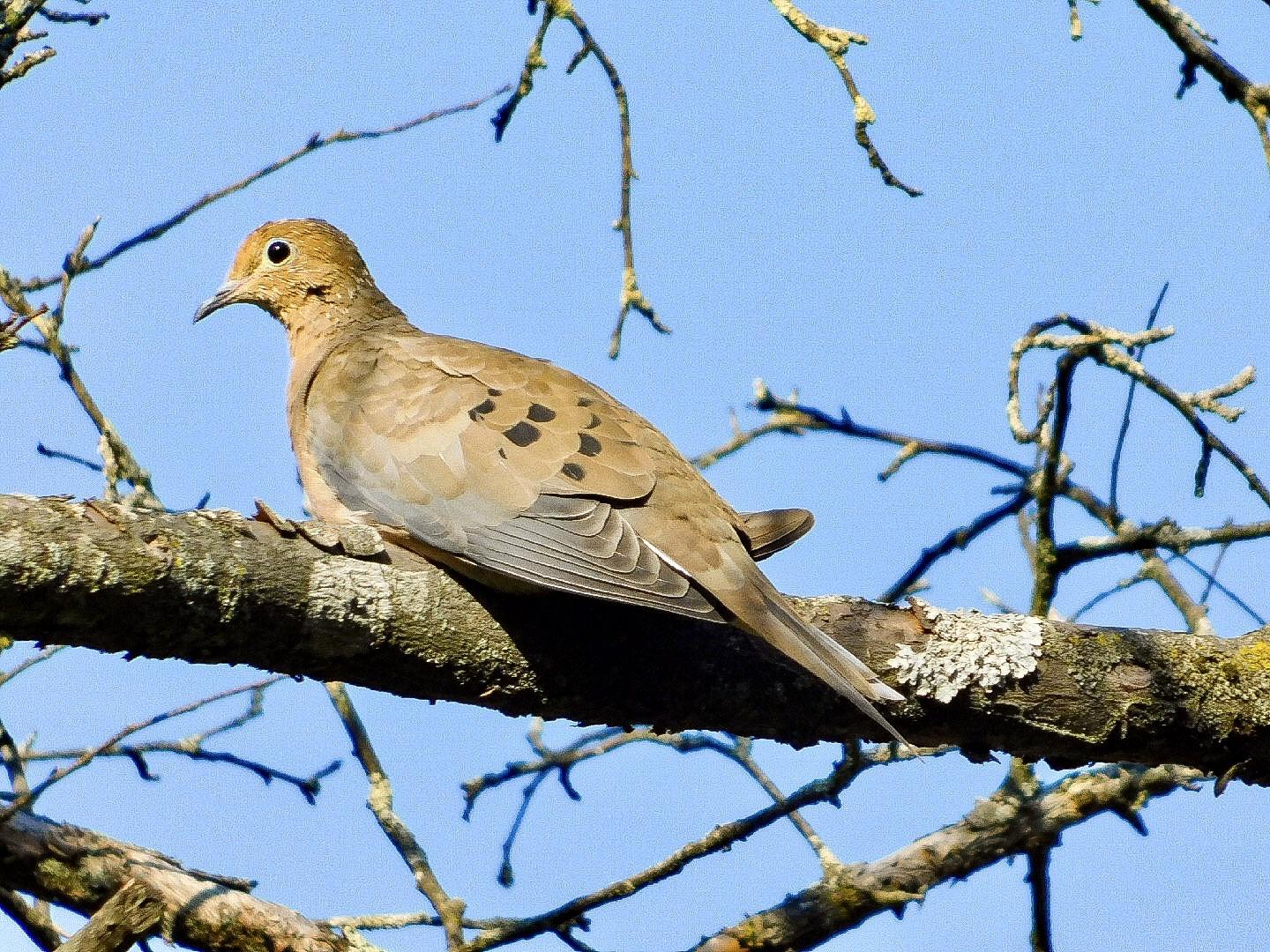Mourning dove in the tree tops. Dayton, Ohio r/birding