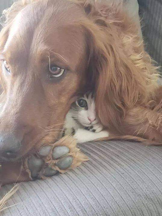 Pictures of Dogs Sitting on Cats