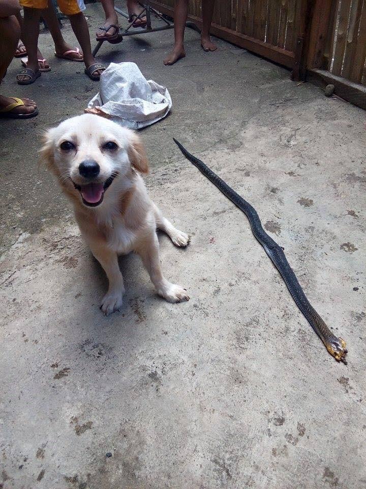 Minutes after this photo was taken, this heroic dog died from the venom of the cobra he killed