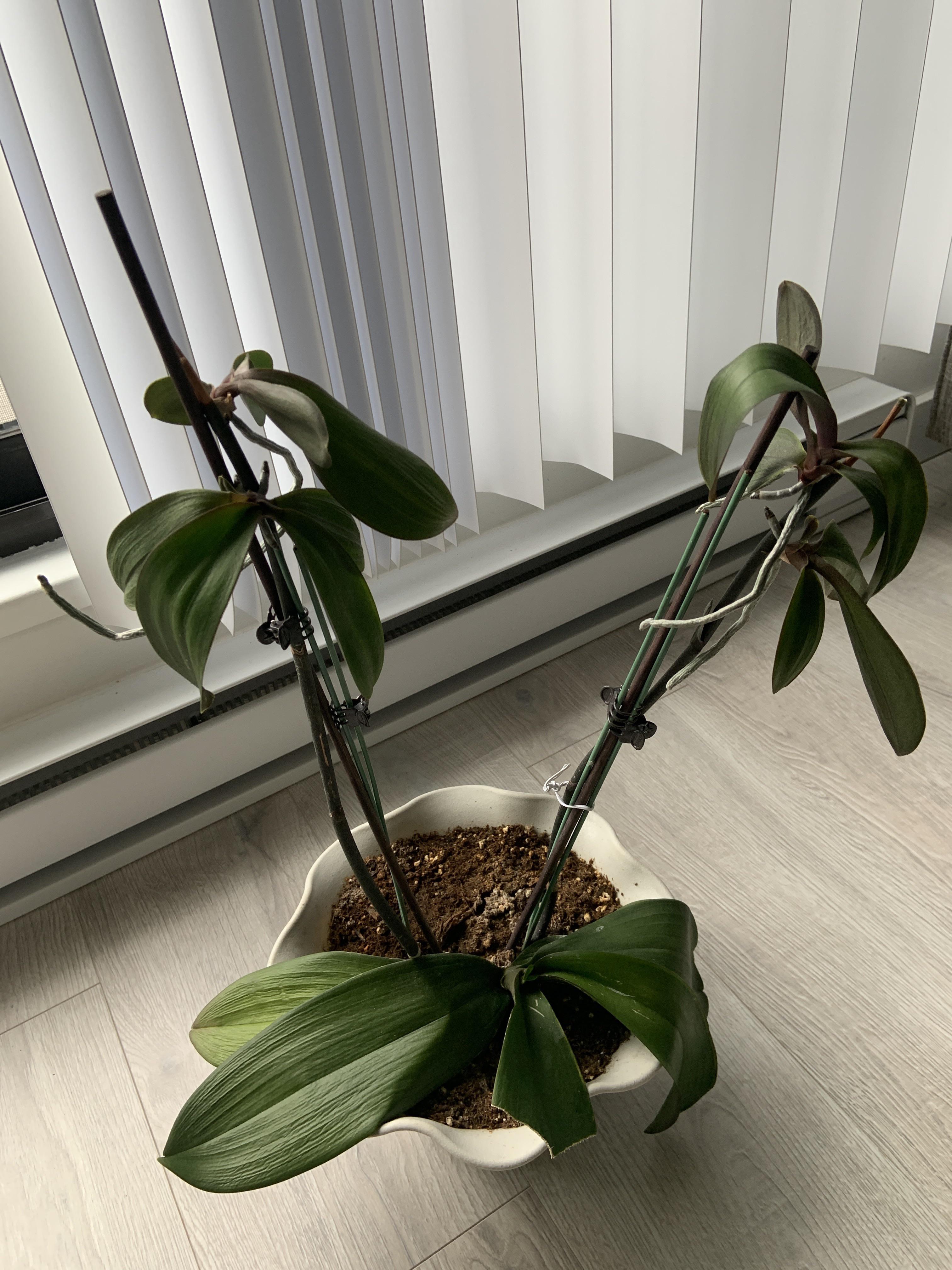 My orchid looks like its growing baby orchids on itself.. can I cut off