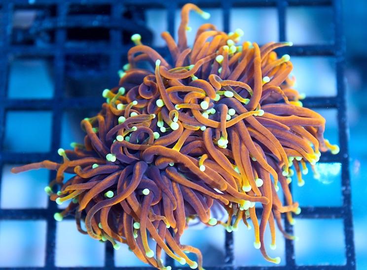 Beautiful Dragon Soul Torch Fish Addicts in B.C r/ReefTank