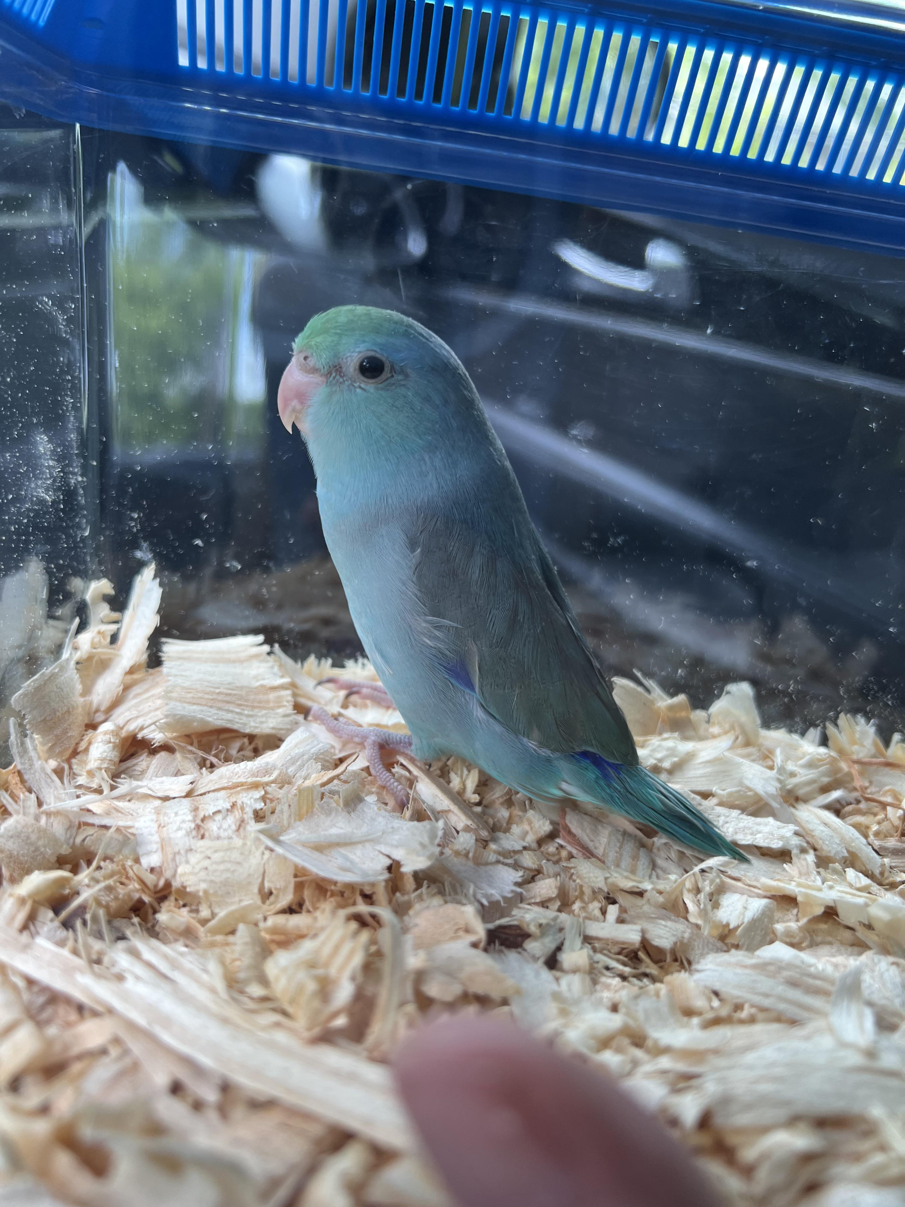 New parrotlet momma! Pic is in the car after picking him up from the