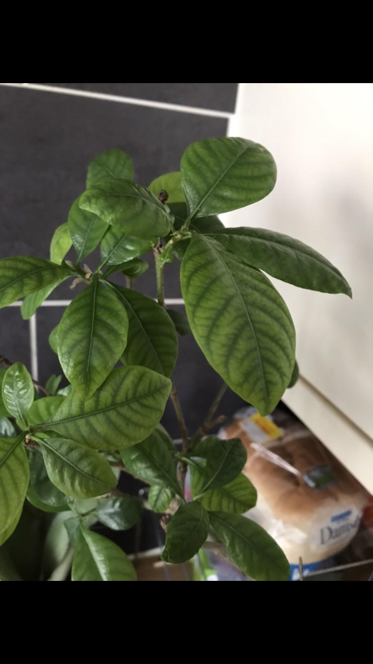 Is this Gardenia healthy? It hasn’t been fertilised the last couple of