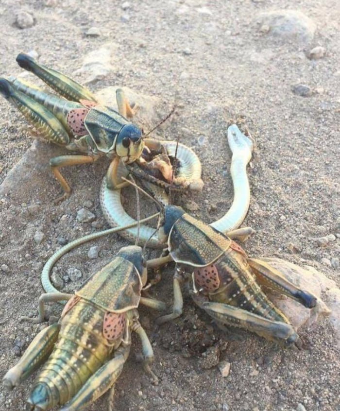 Snake eaten by r/natureismetal