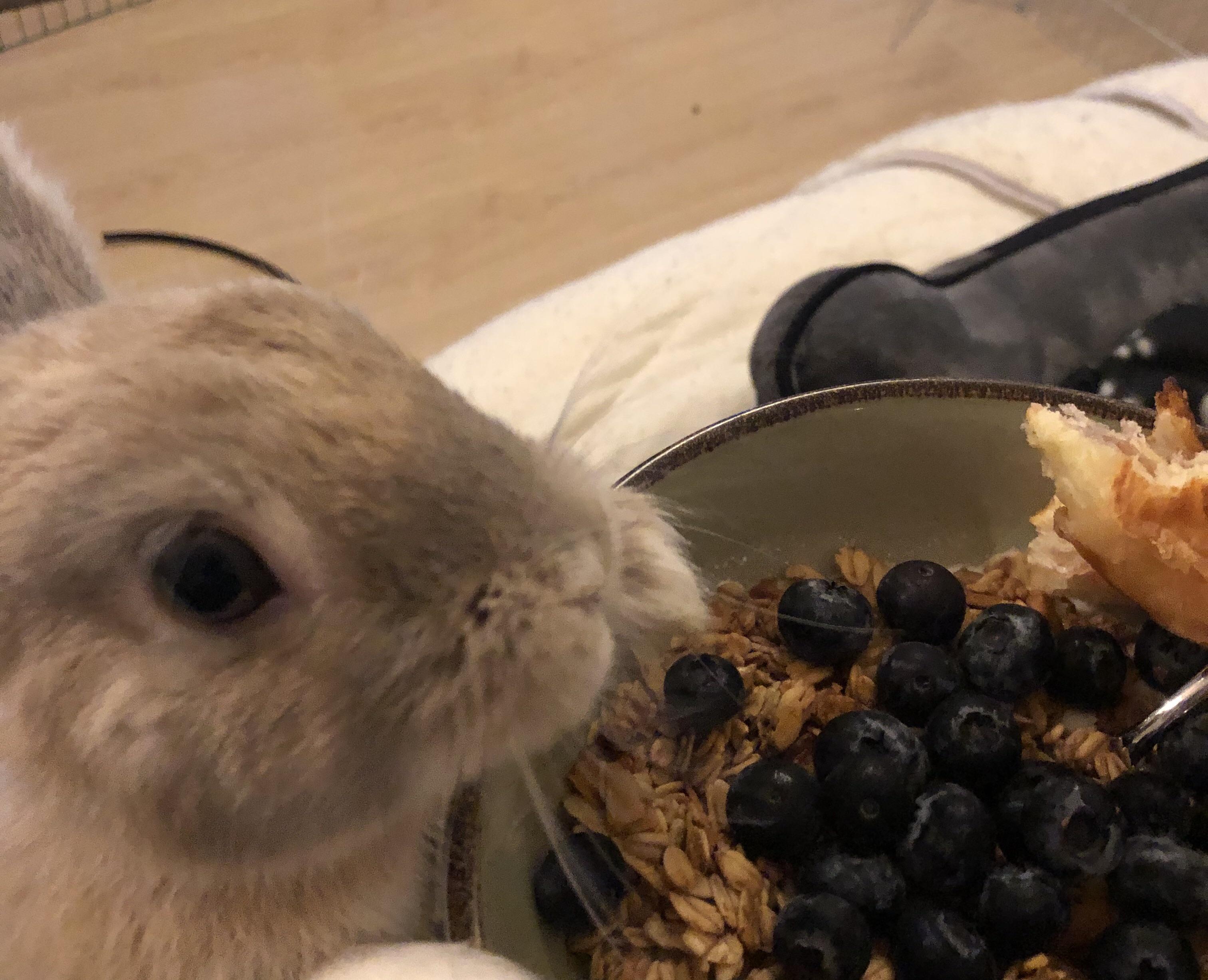 Mum, it’s share time. Rabbits
