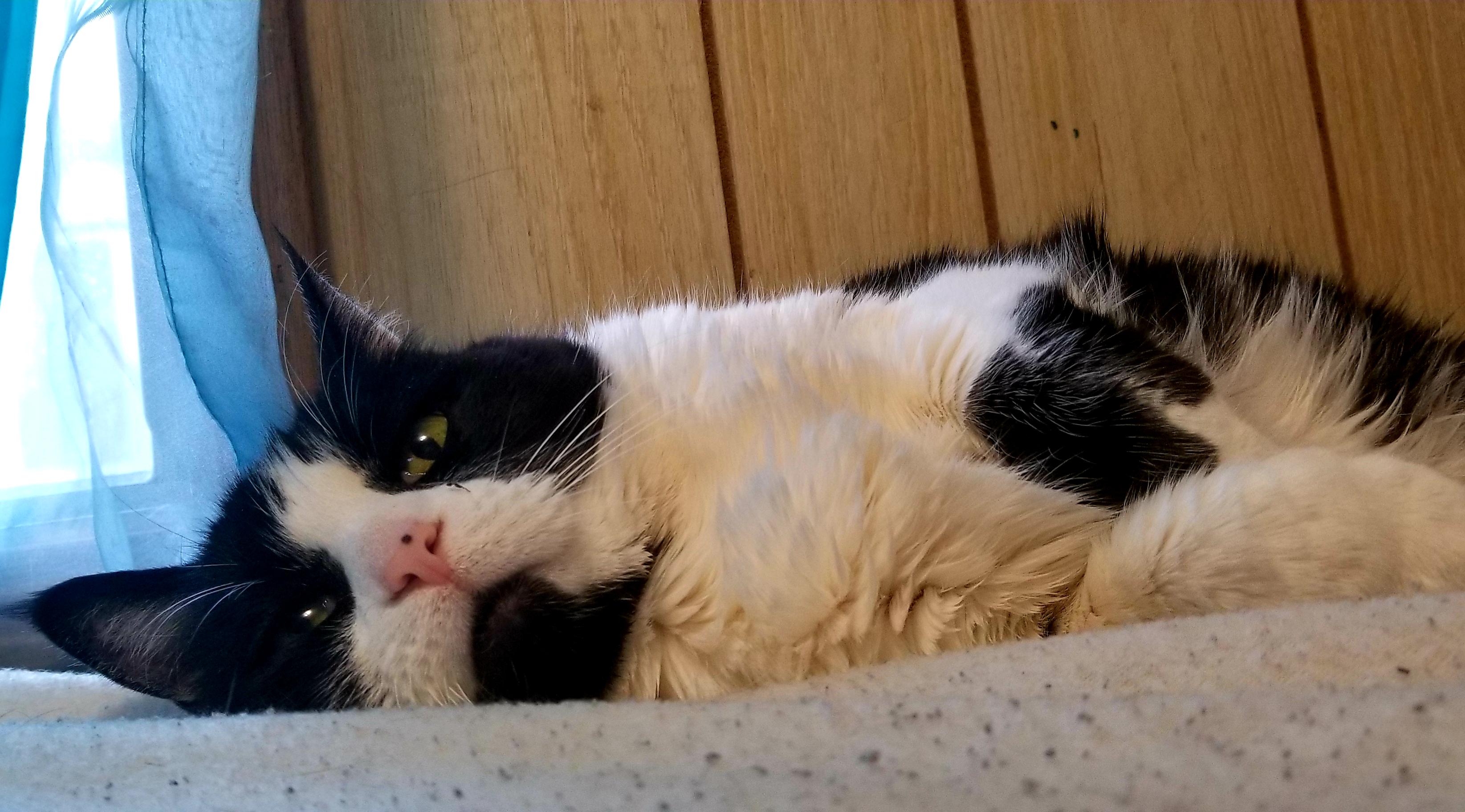 My cat Stubbs has made her nest in my bed after I cleaned all the cat