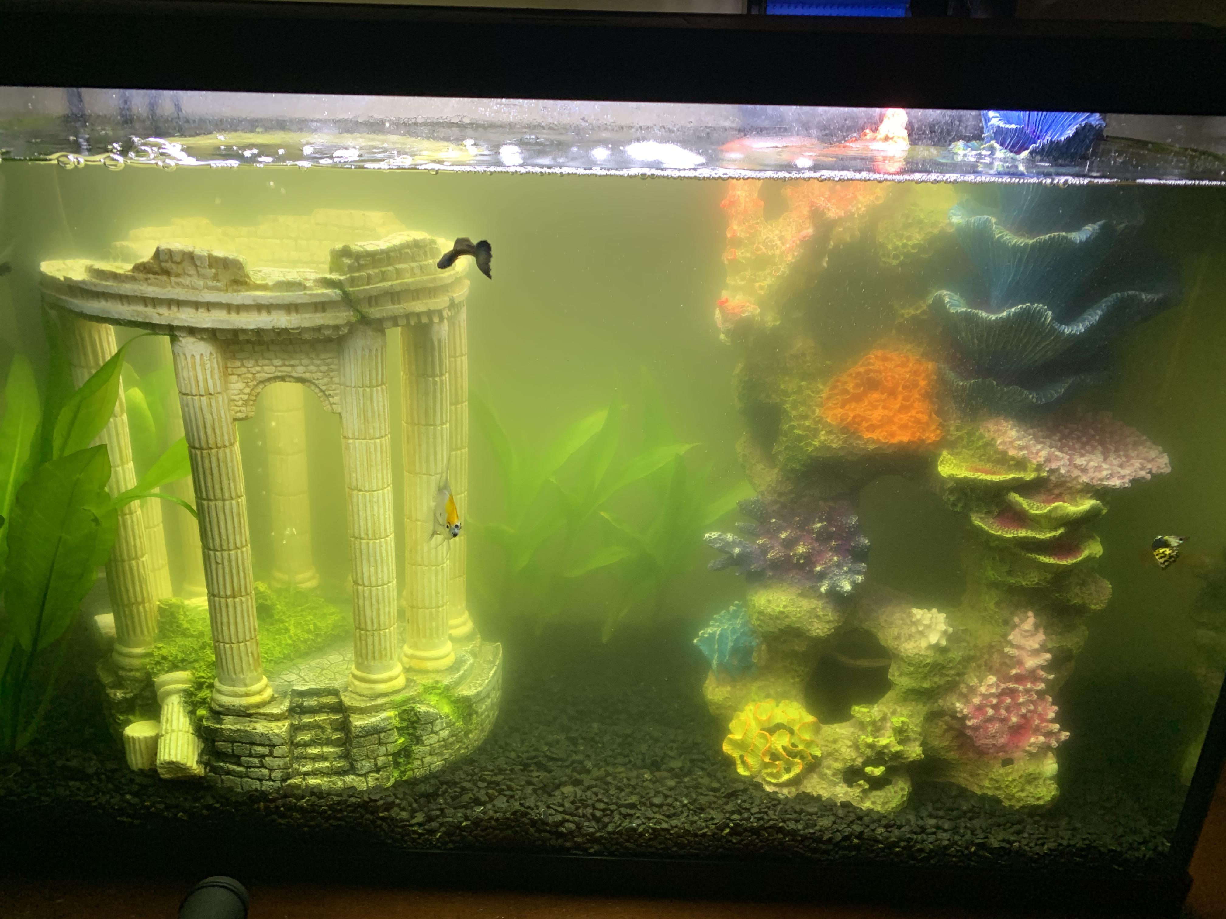 Pourquoi mon eau d'aquarium estelle verte