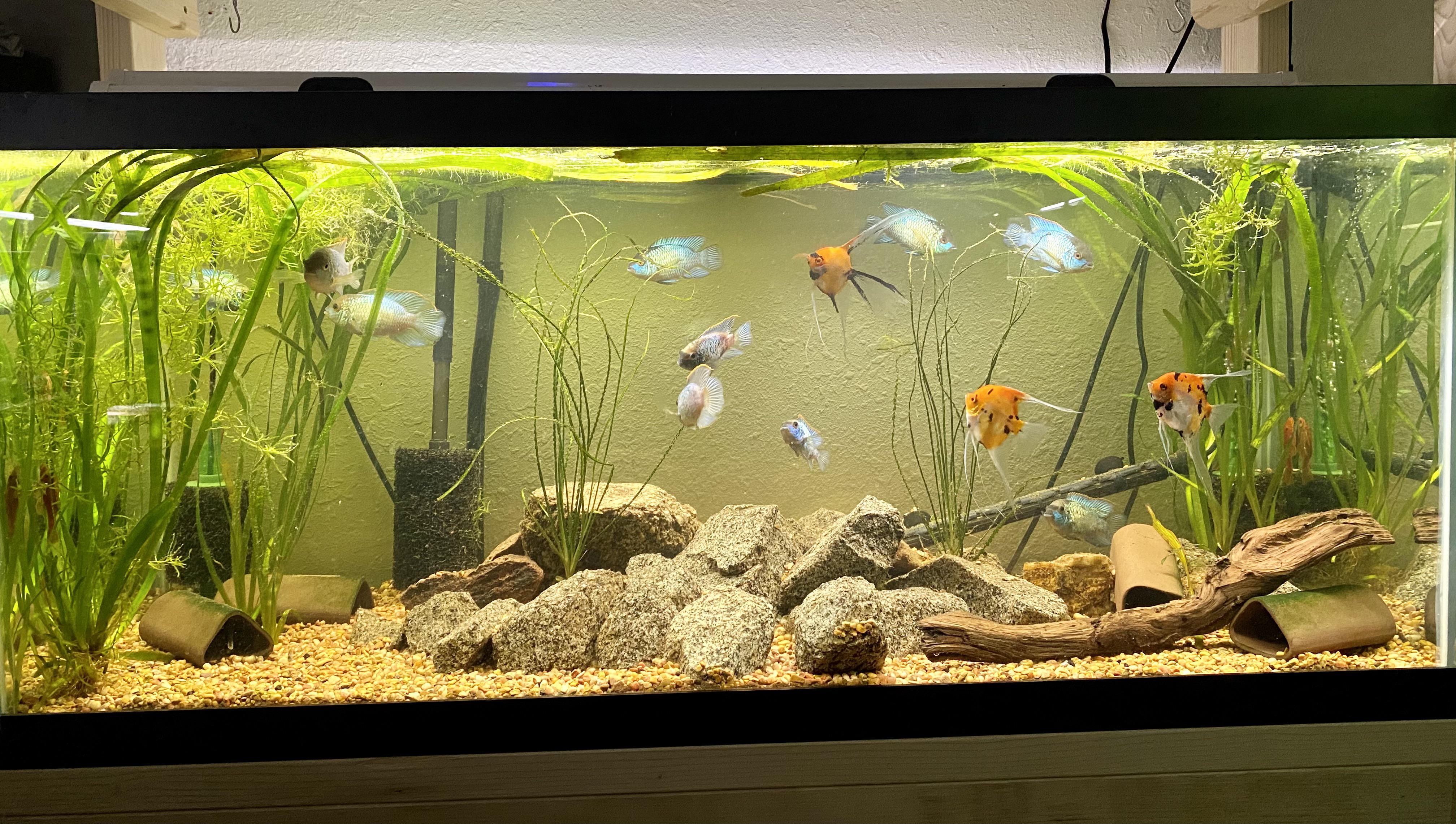 Our 75 gallon electric blue acara, angelfish, and bristlenose pleco