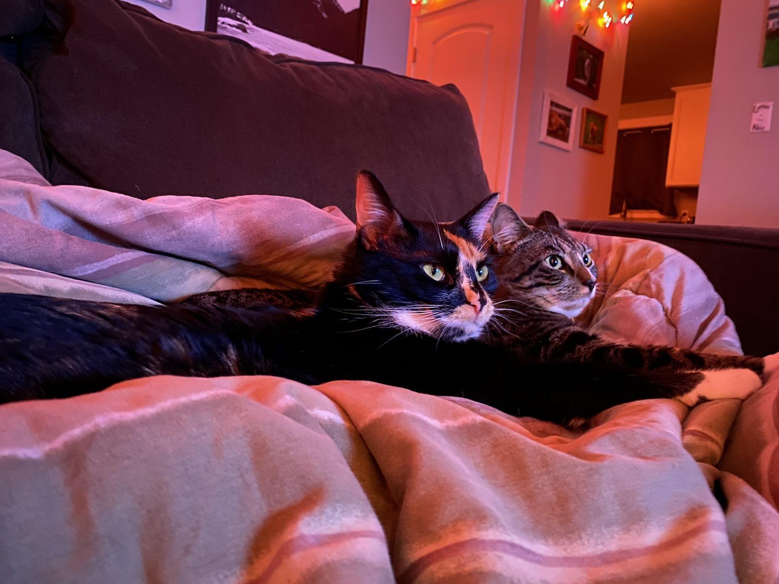 It's time to watch a movie! r/cats