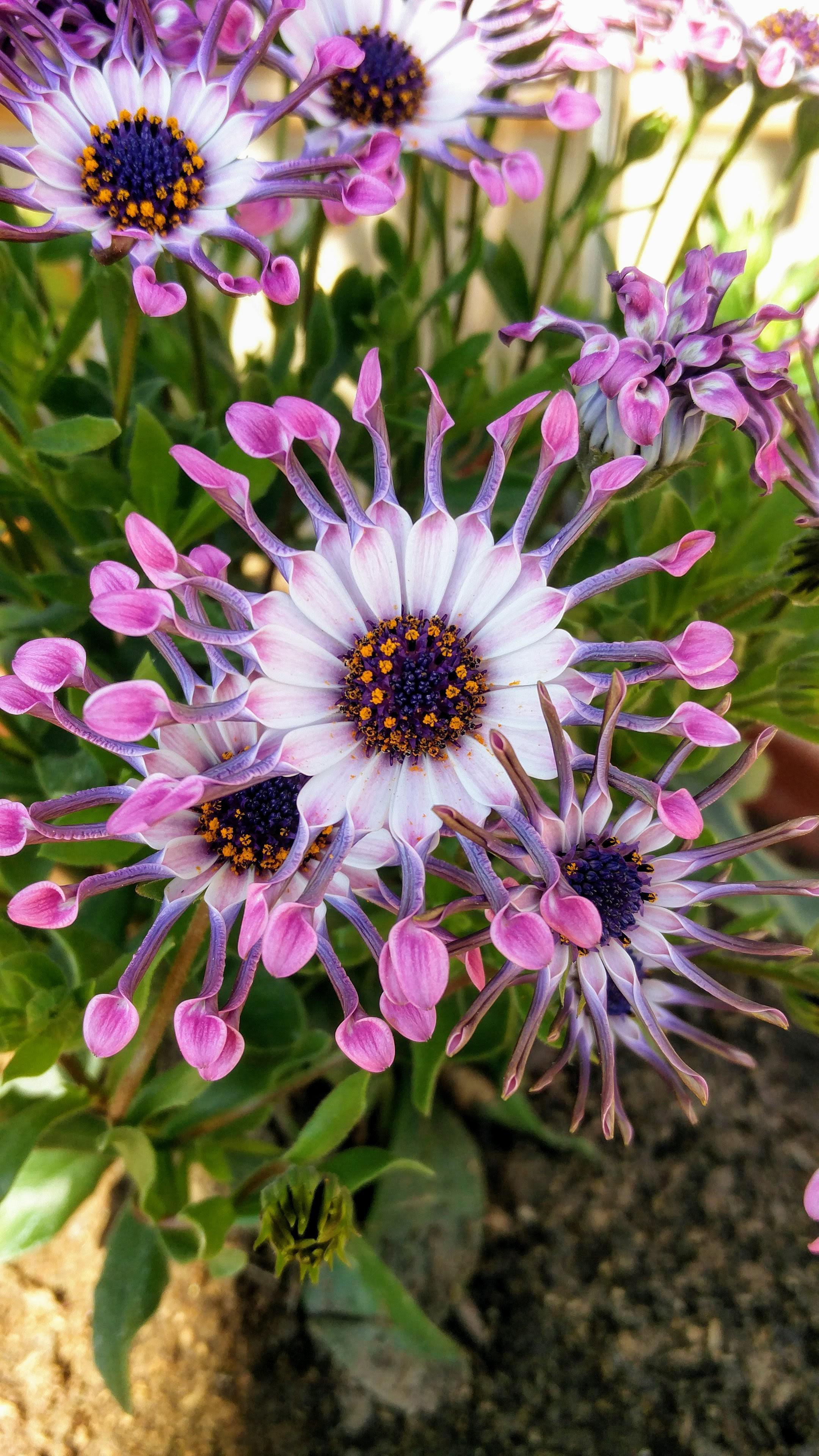 African daisies in my grandmother's garden r/flowers