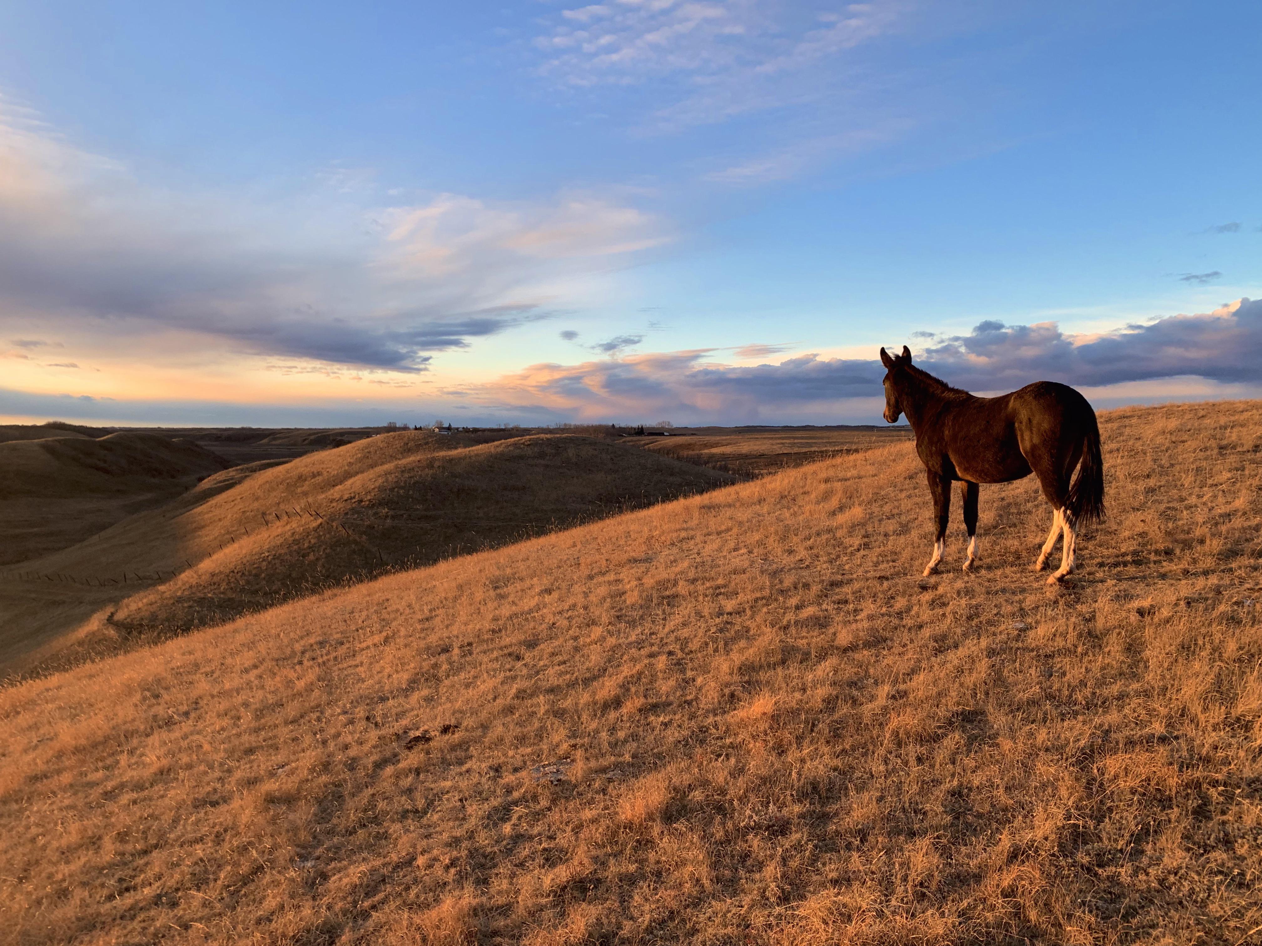 Beautiful sunset on the ranch tonight (badlands, ab) r/alberta