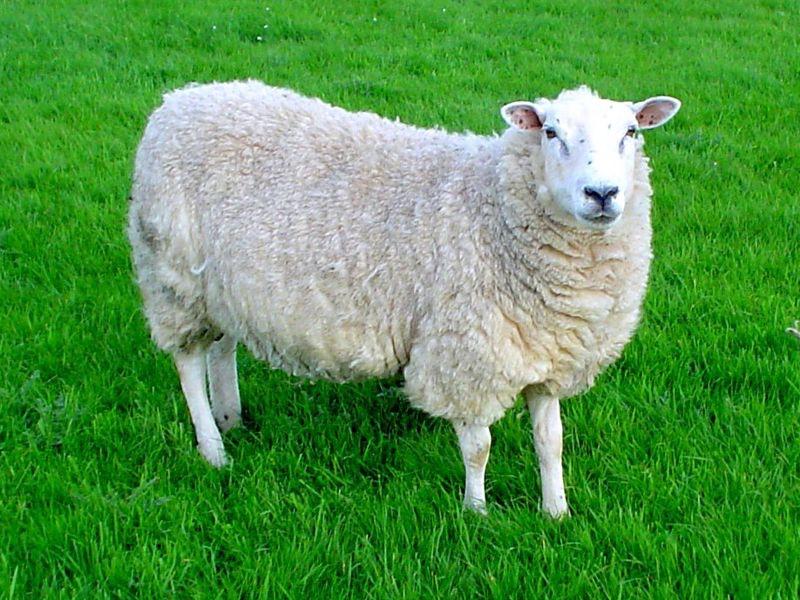 Albino Black Sheep