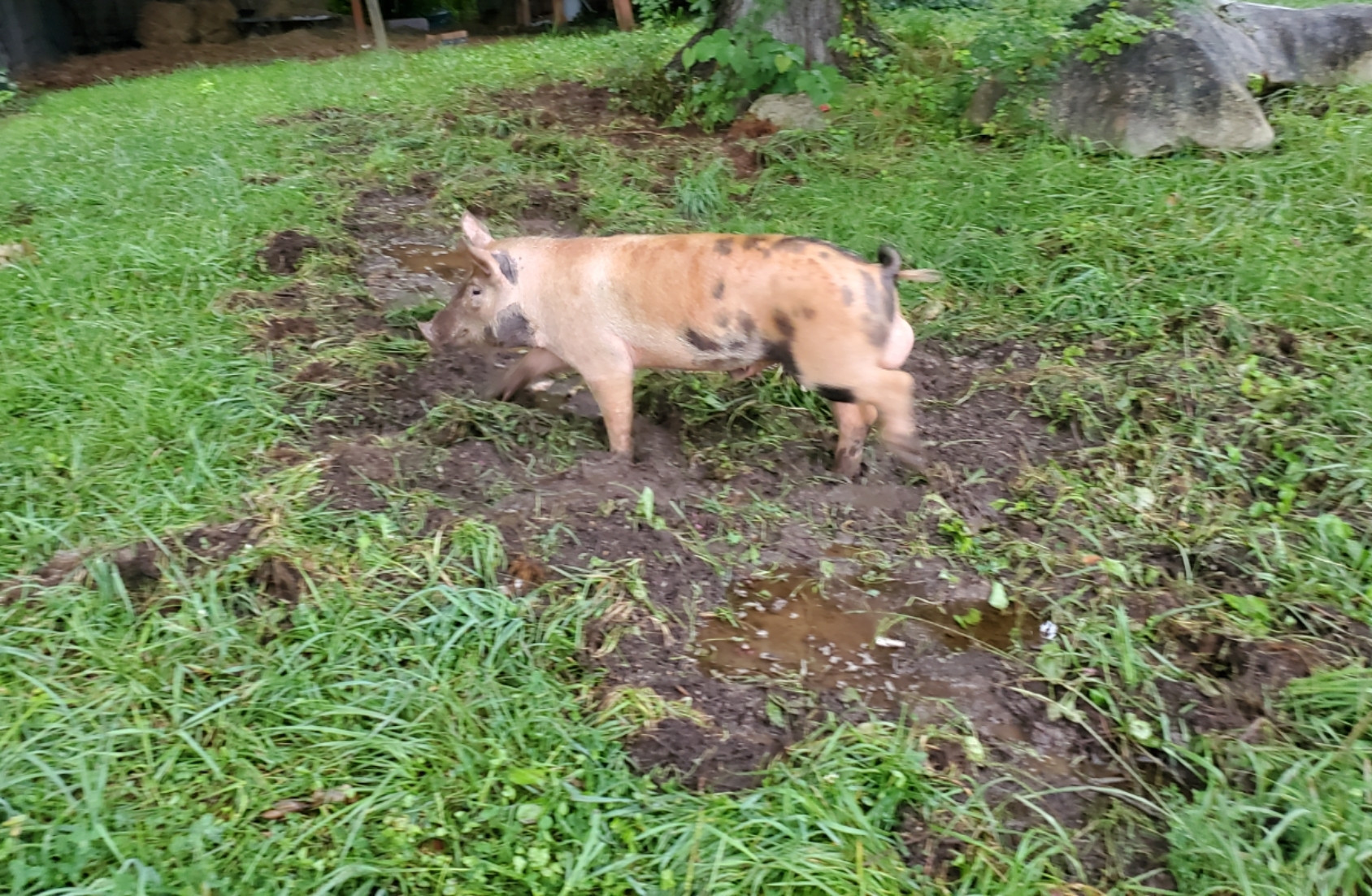 Jump In Animal Farm, it's time to Multi Mythology Spectral, Dorthy into