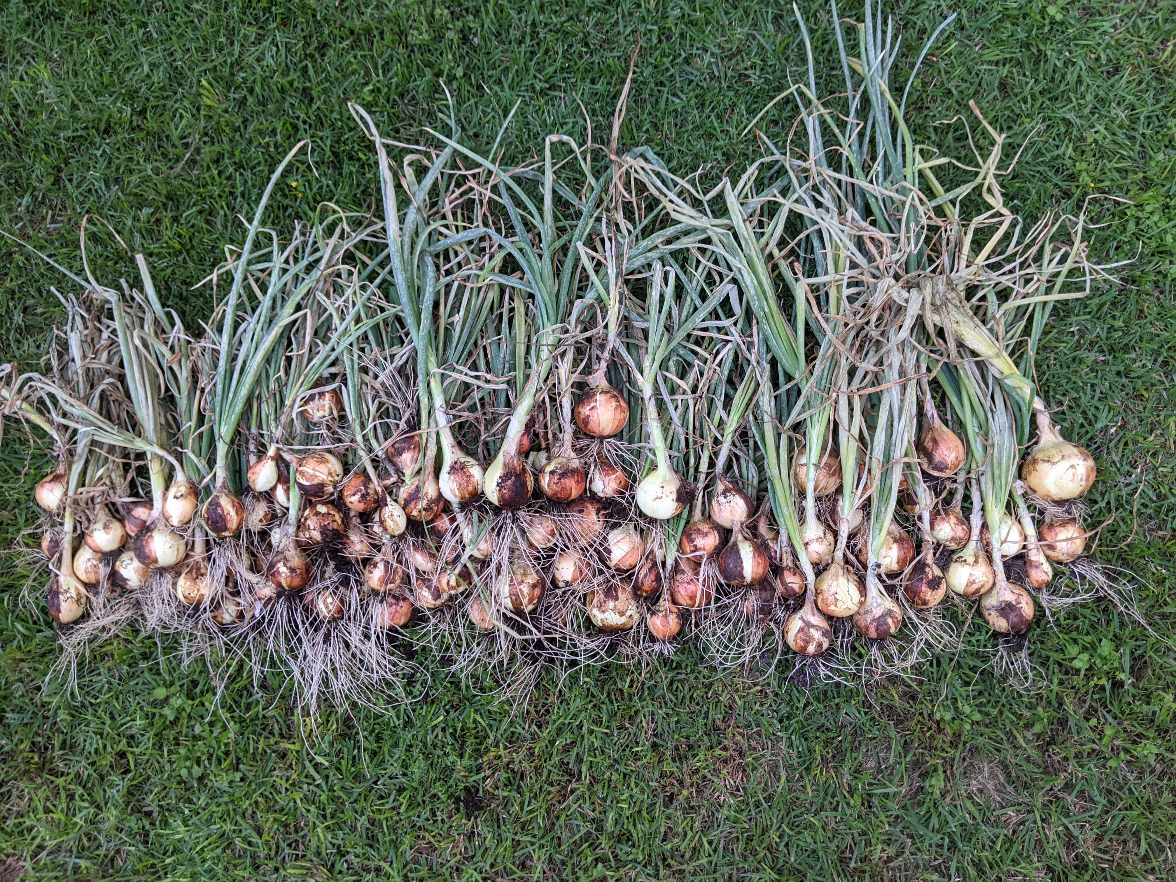 Texas Sweet Onions 1015Y r/AustinGardening