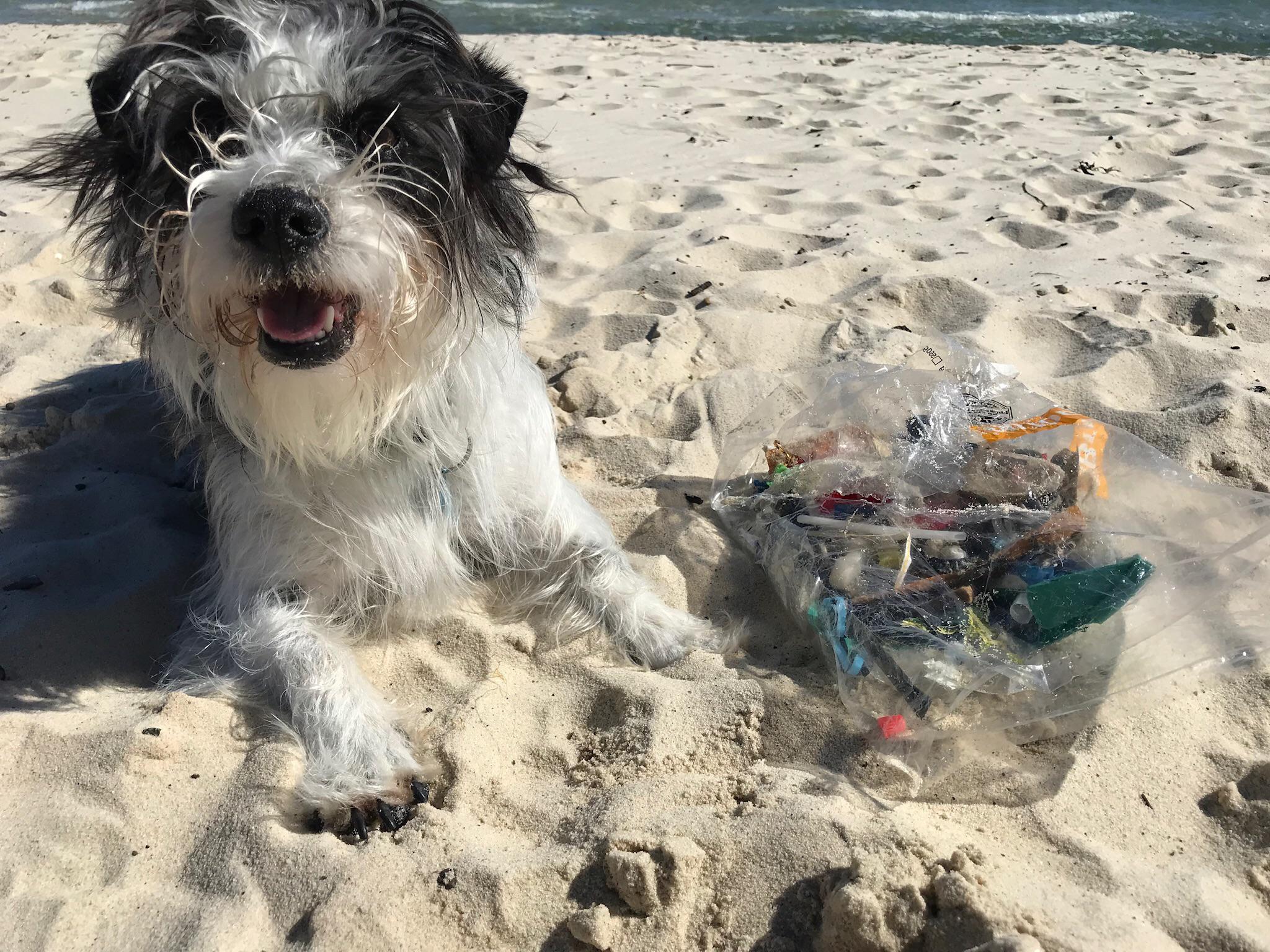 Bag of rubbish. Sunny cold beach. Sandy dog. r/DeTrashed