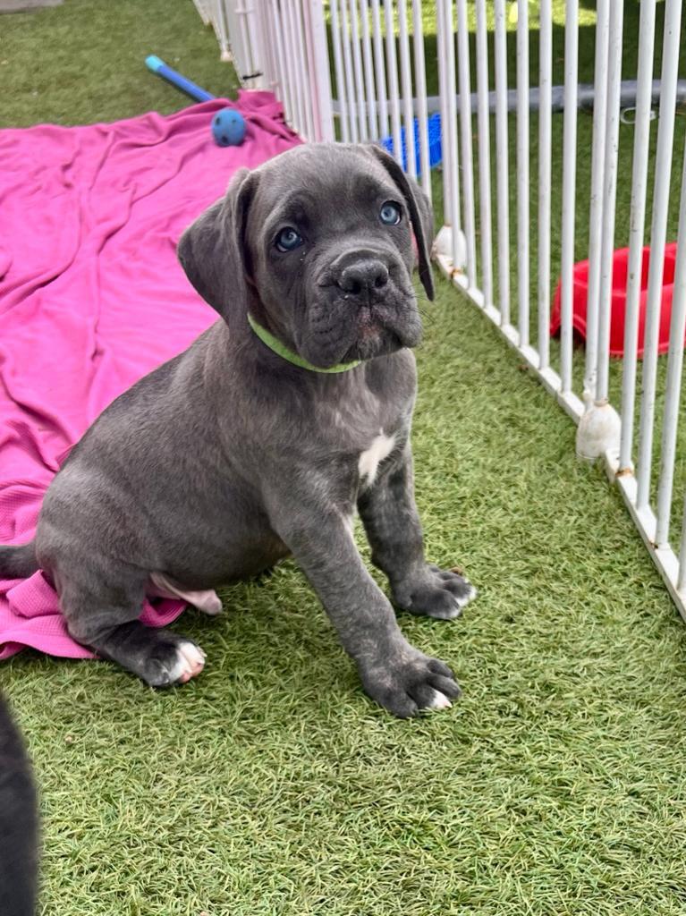 8 week Cane Corso biting,Tried toys and teething toys to correct this