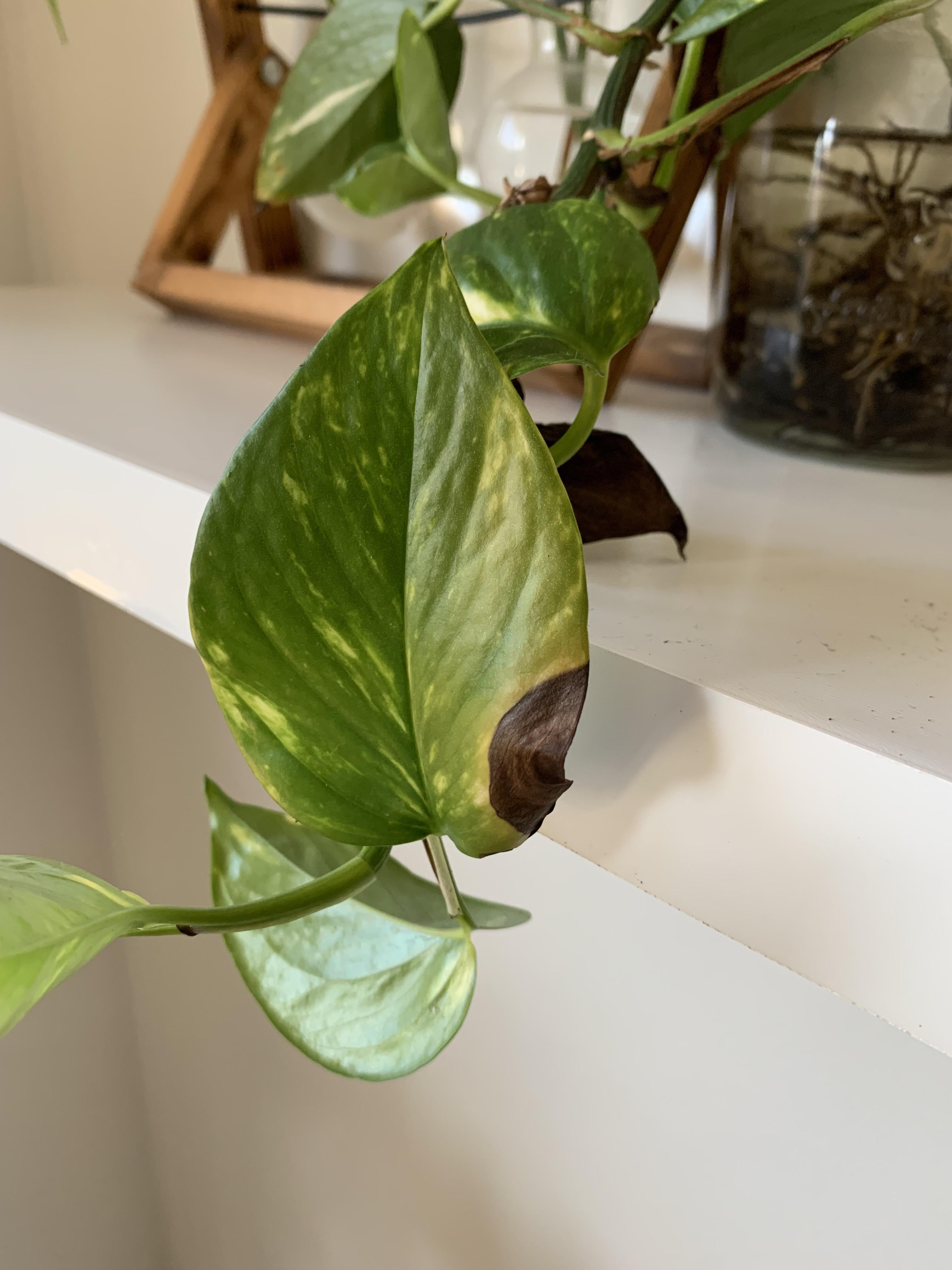 What are these black spots on my pothos? r/plantclinic
