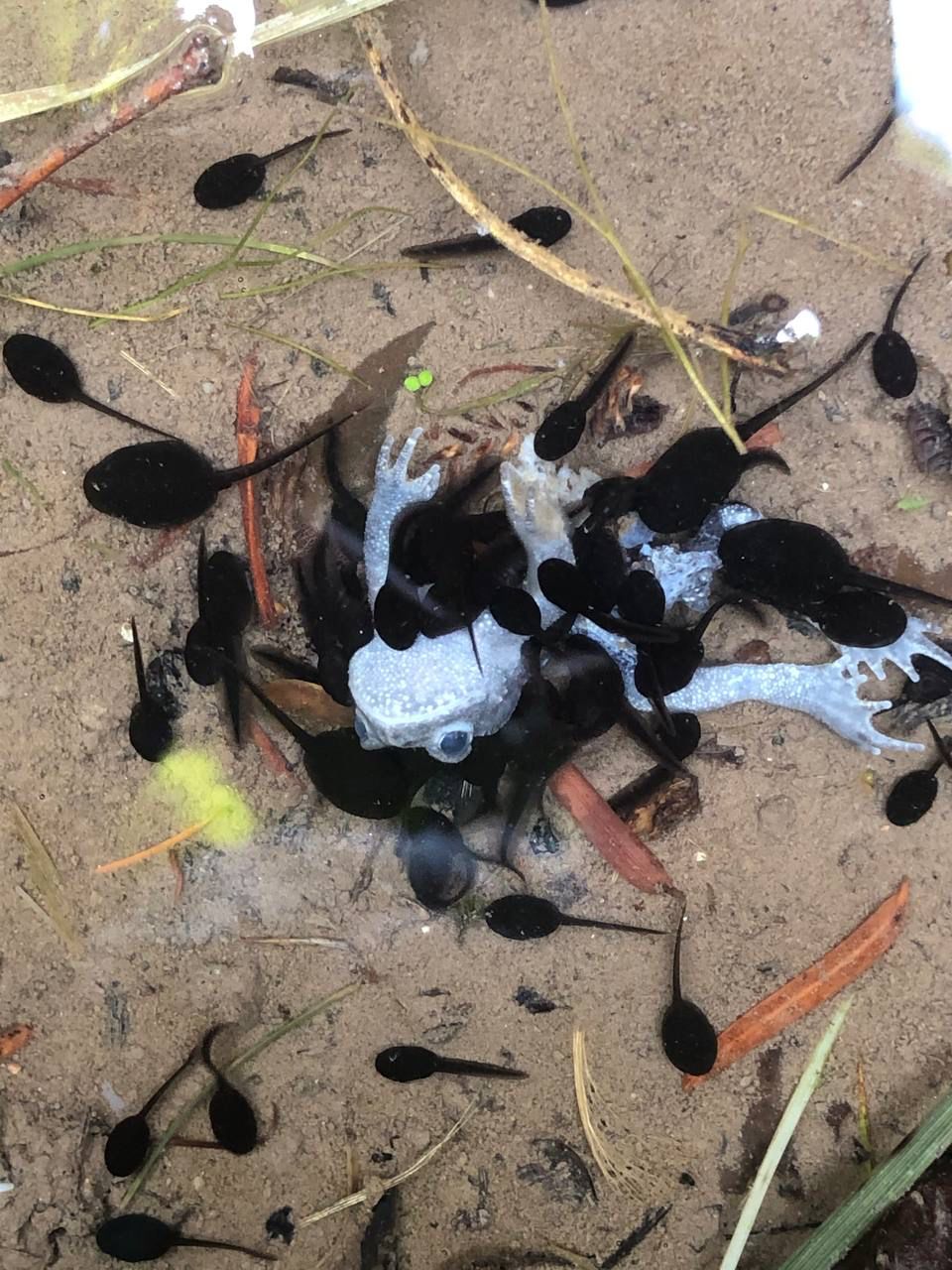 Baby tadpoles eating their dead momma r/natureismetal