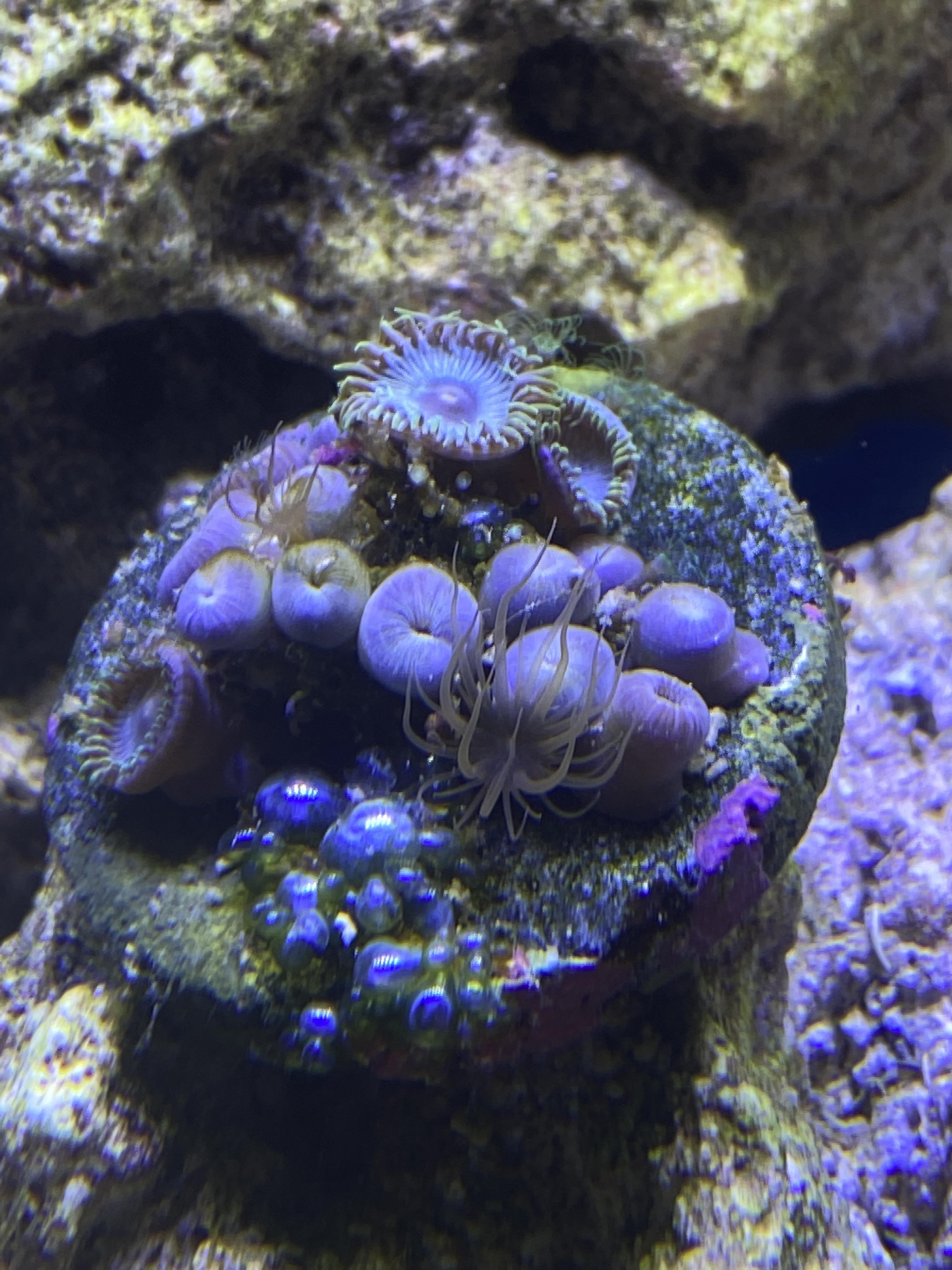 114 best Aiptasia images on Pholder Reef Tank, Aquariums and Flytying