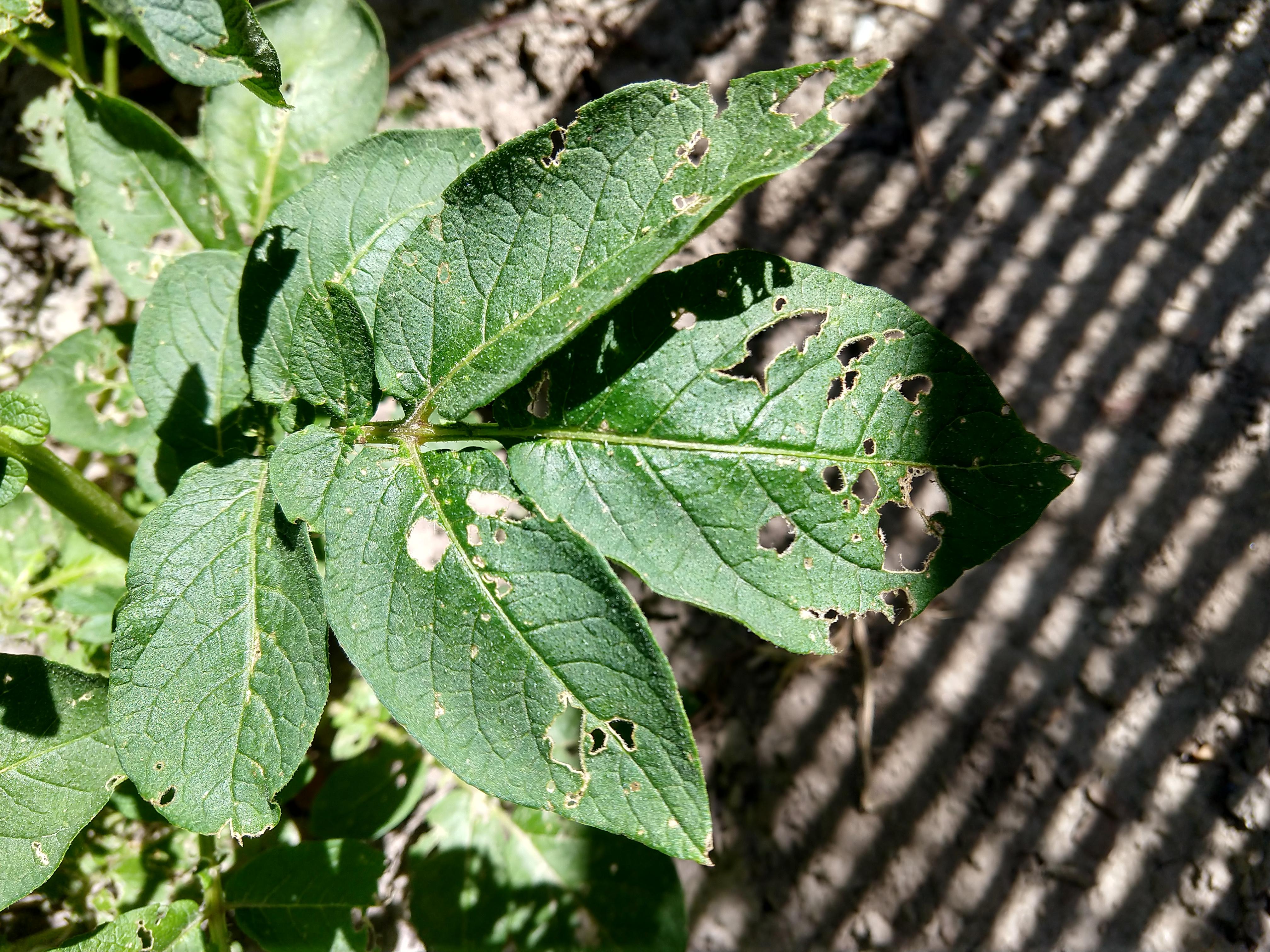 What is eating my garden? UT. r/gardening