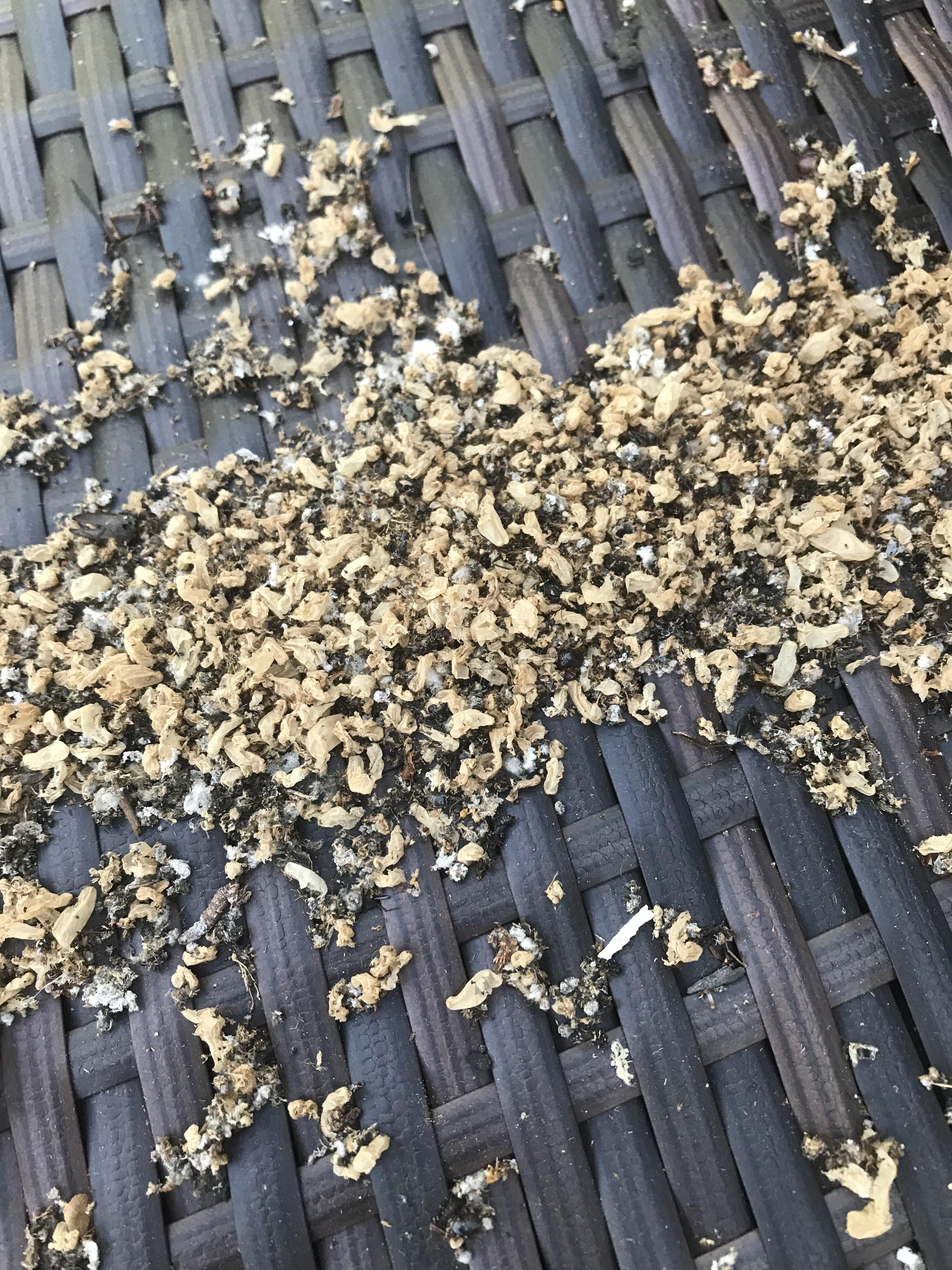 What is pooping in my shed? r/whatisthisthing