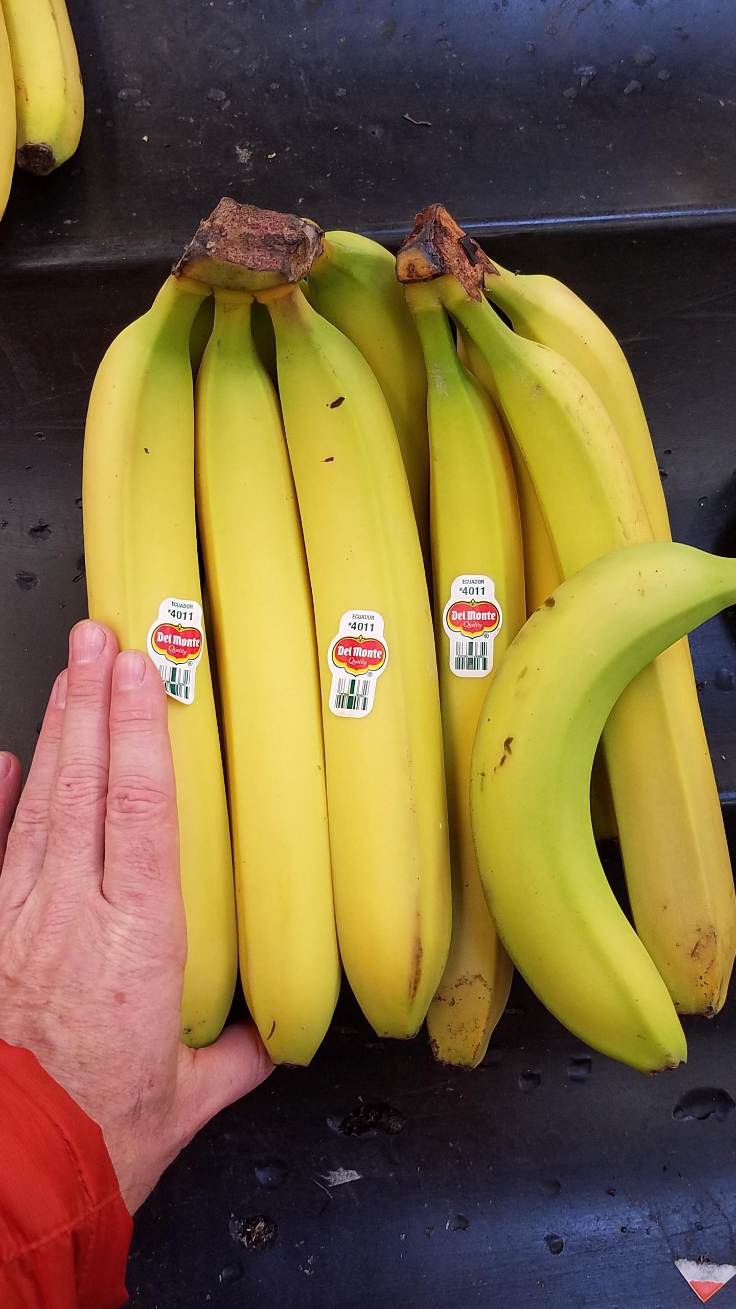 These giant bananas banana for reference r/mildlyinteresting