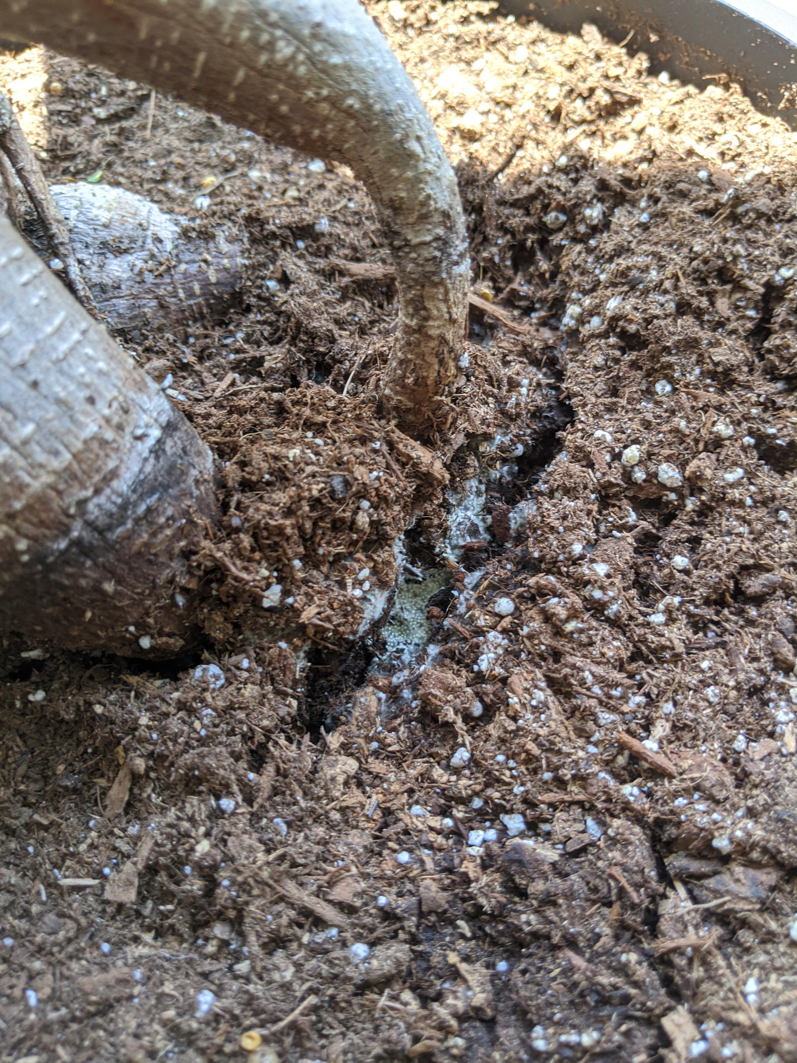 What is this moldy looking stuff on my plant roots? (recently repotted