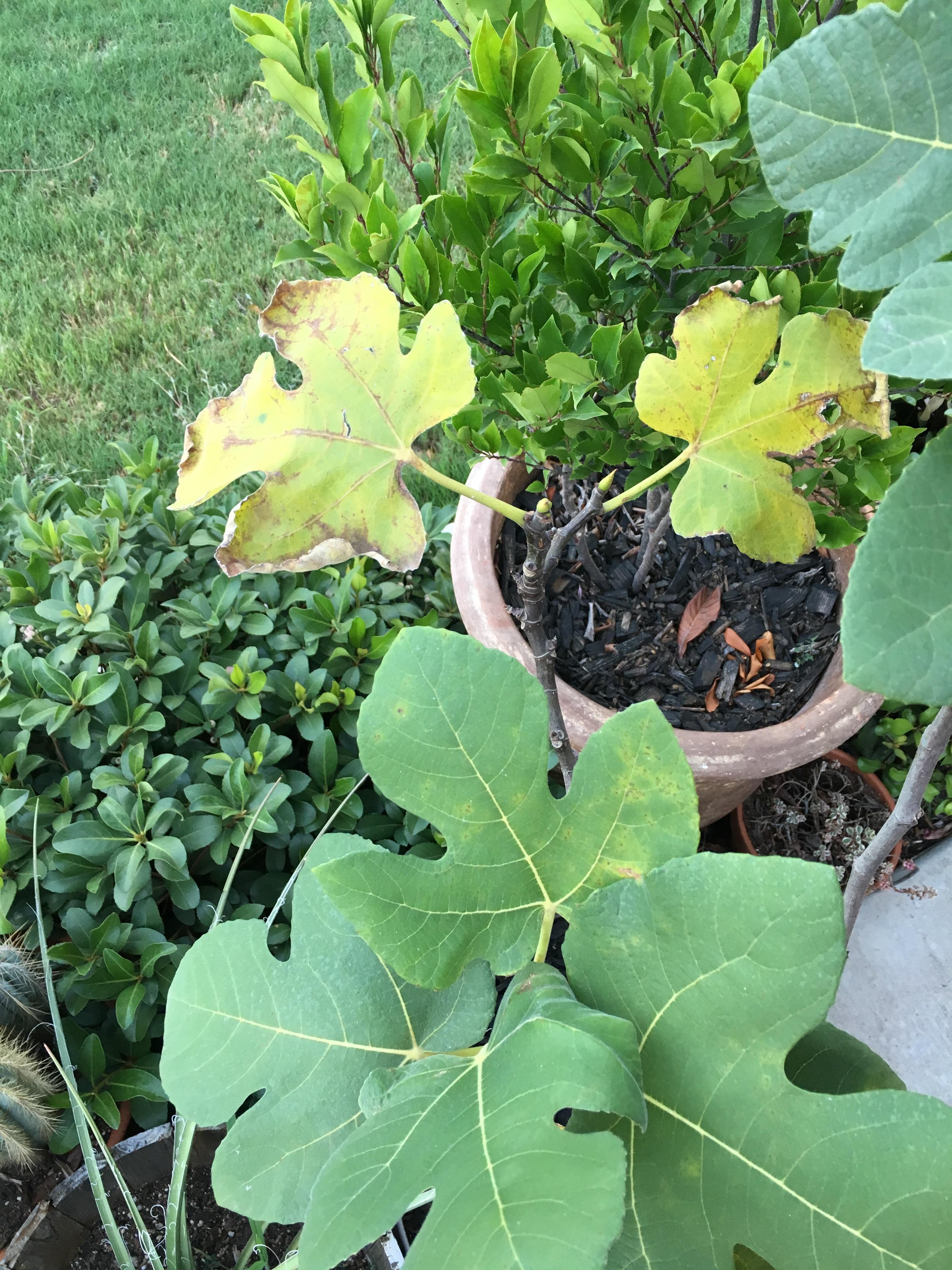 Brought home and potted a baby fig tree. Leaves started yellowing after