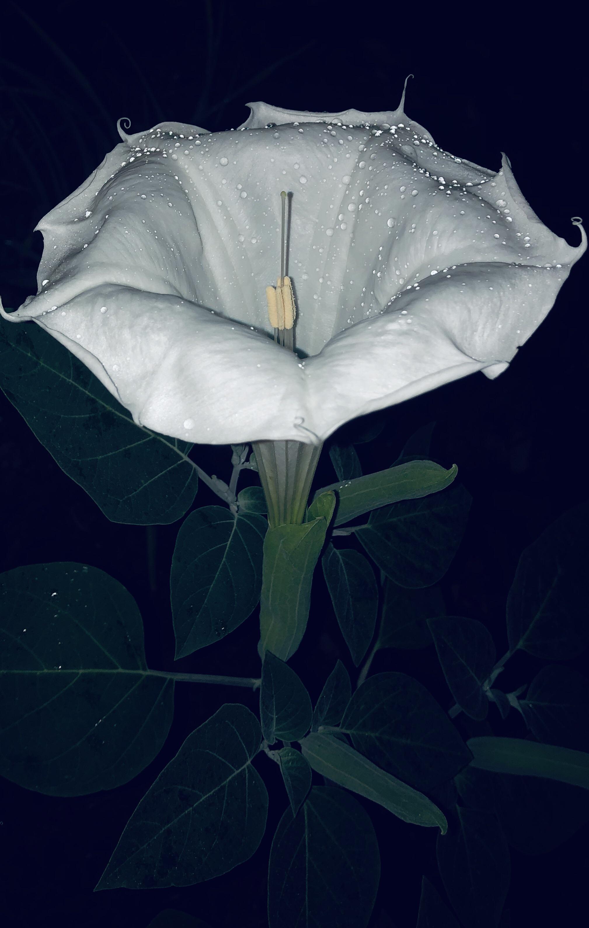 Devil’s Trumpet. r/gardening