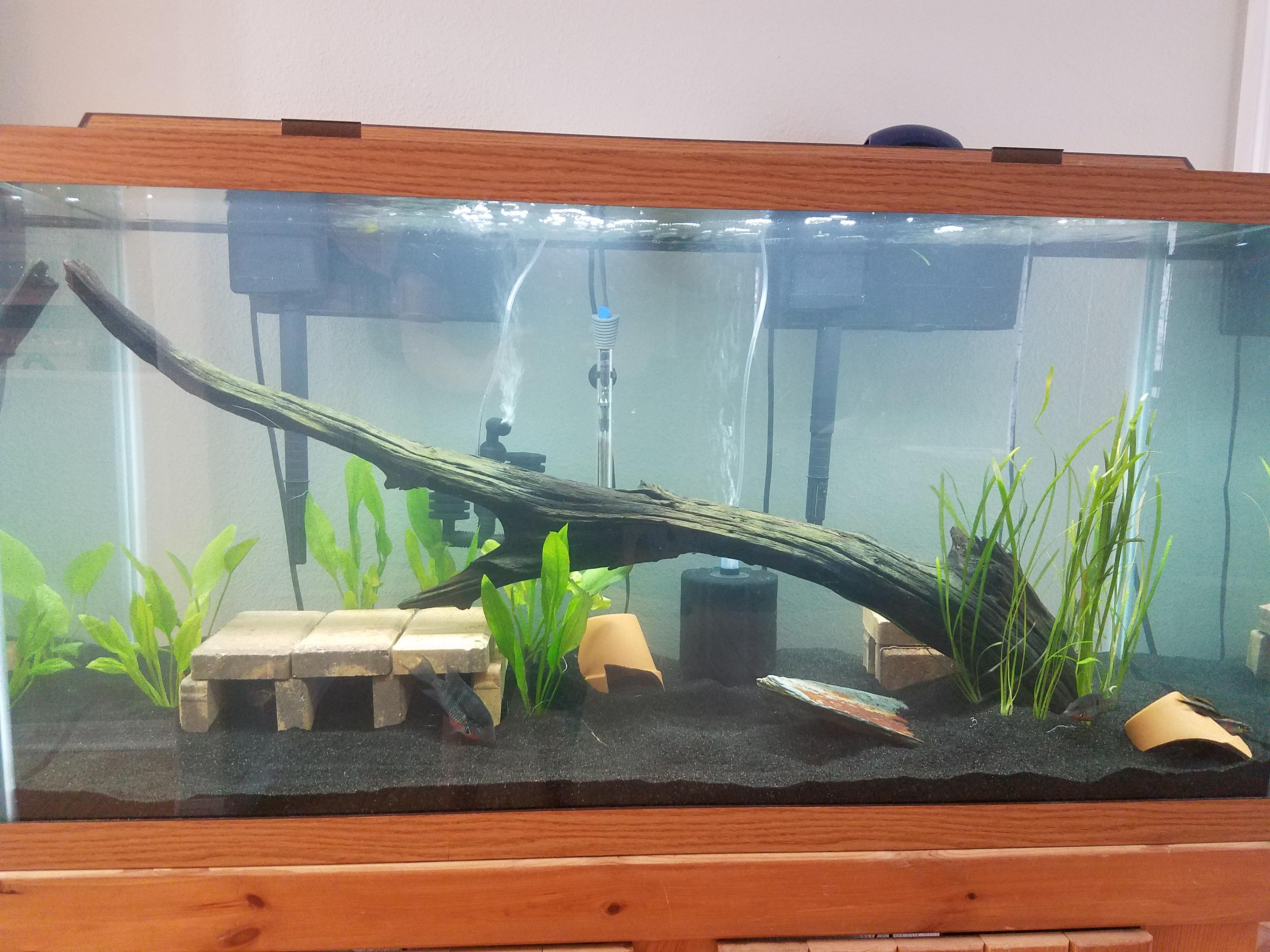 Had a pretty serious snail infestation in my 90g so I spent all day