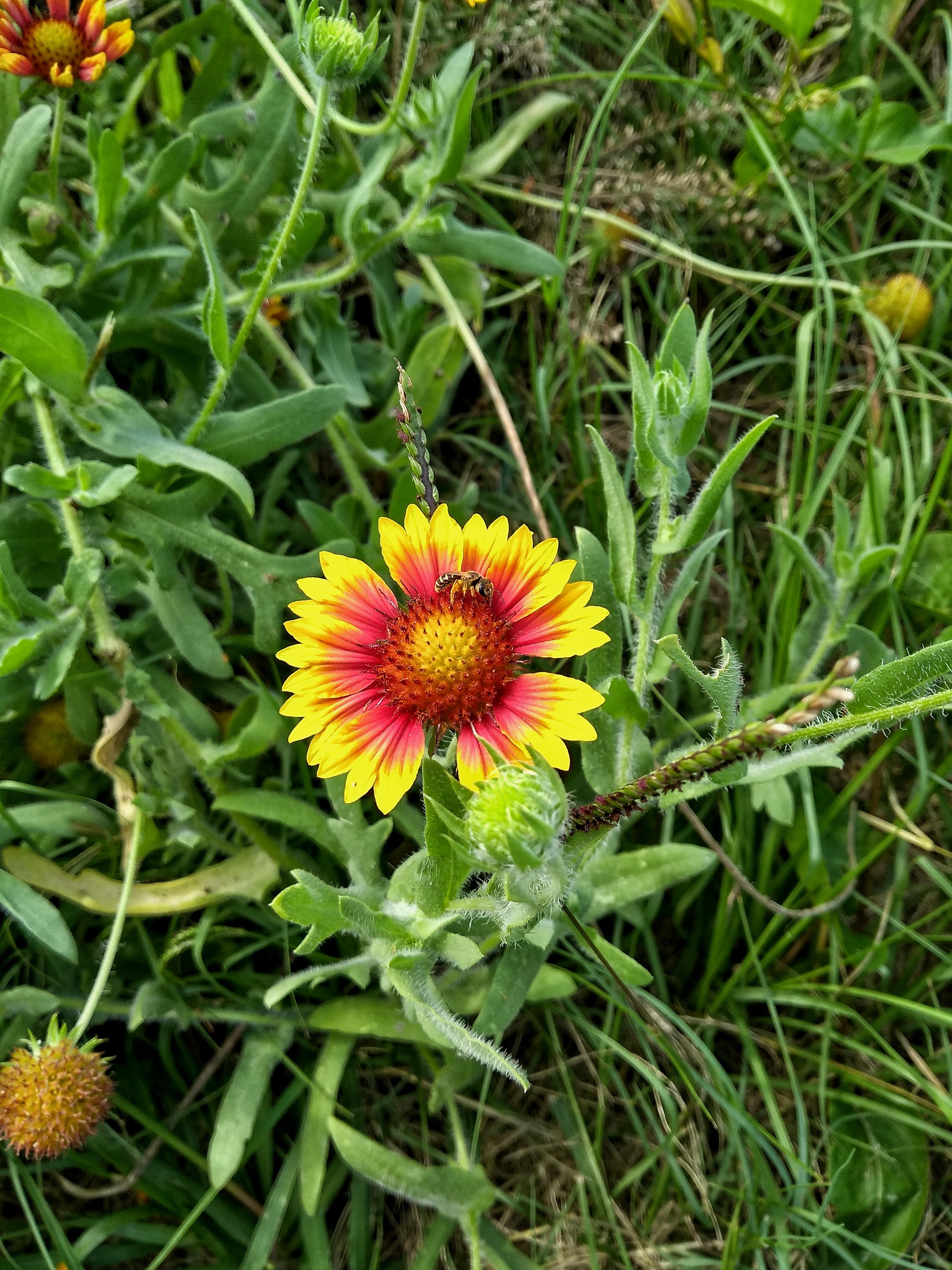 Indian Blanket native Texas flower r/texas