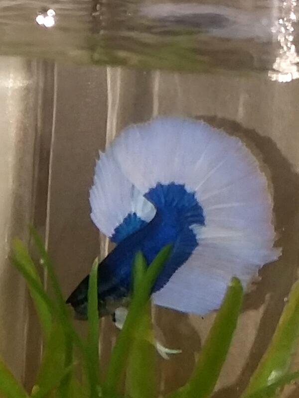 PetsMart fish. Brand new like less than 24 hours. Look at the overall