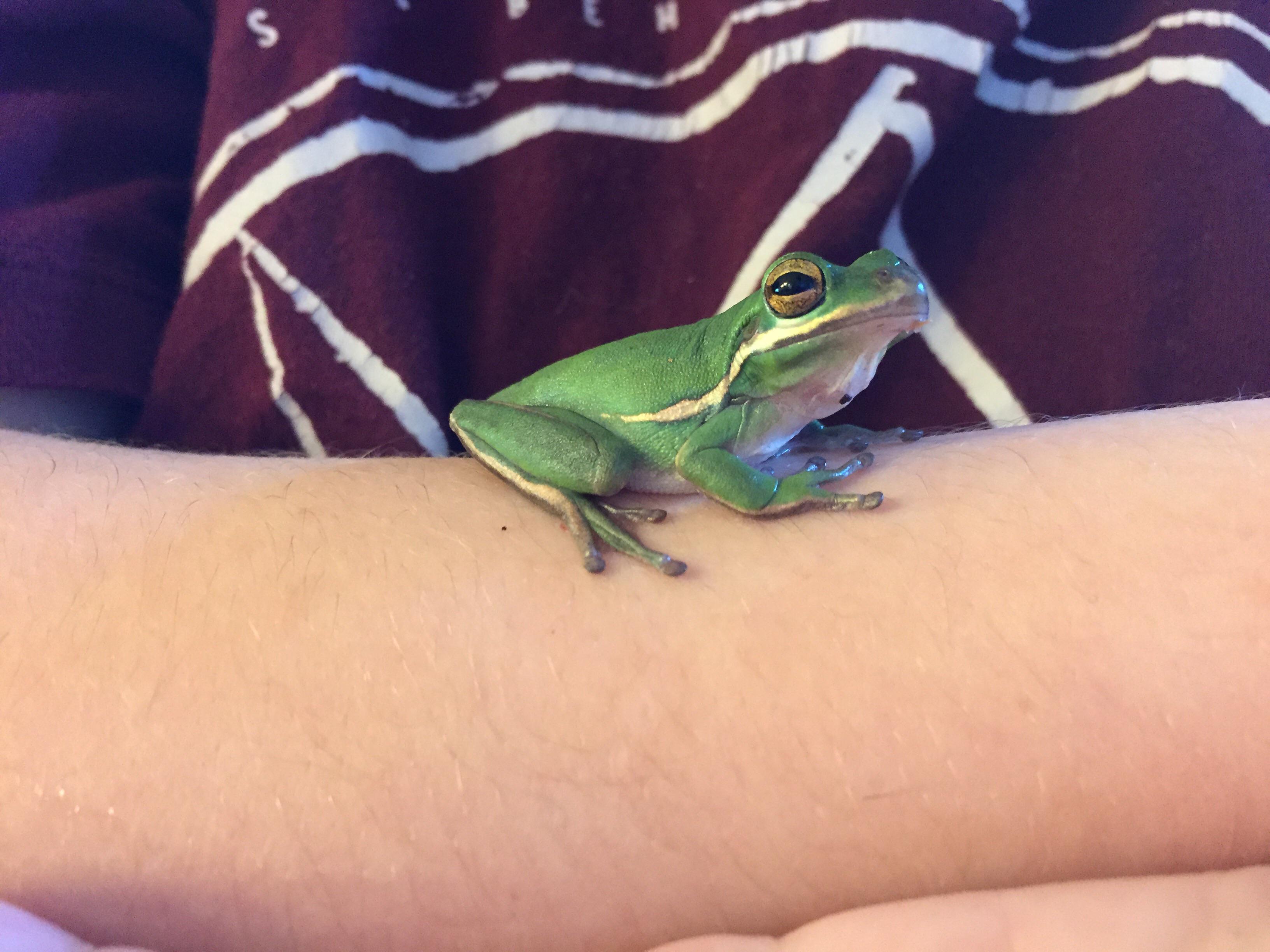 American Green Tree Frog Feeding