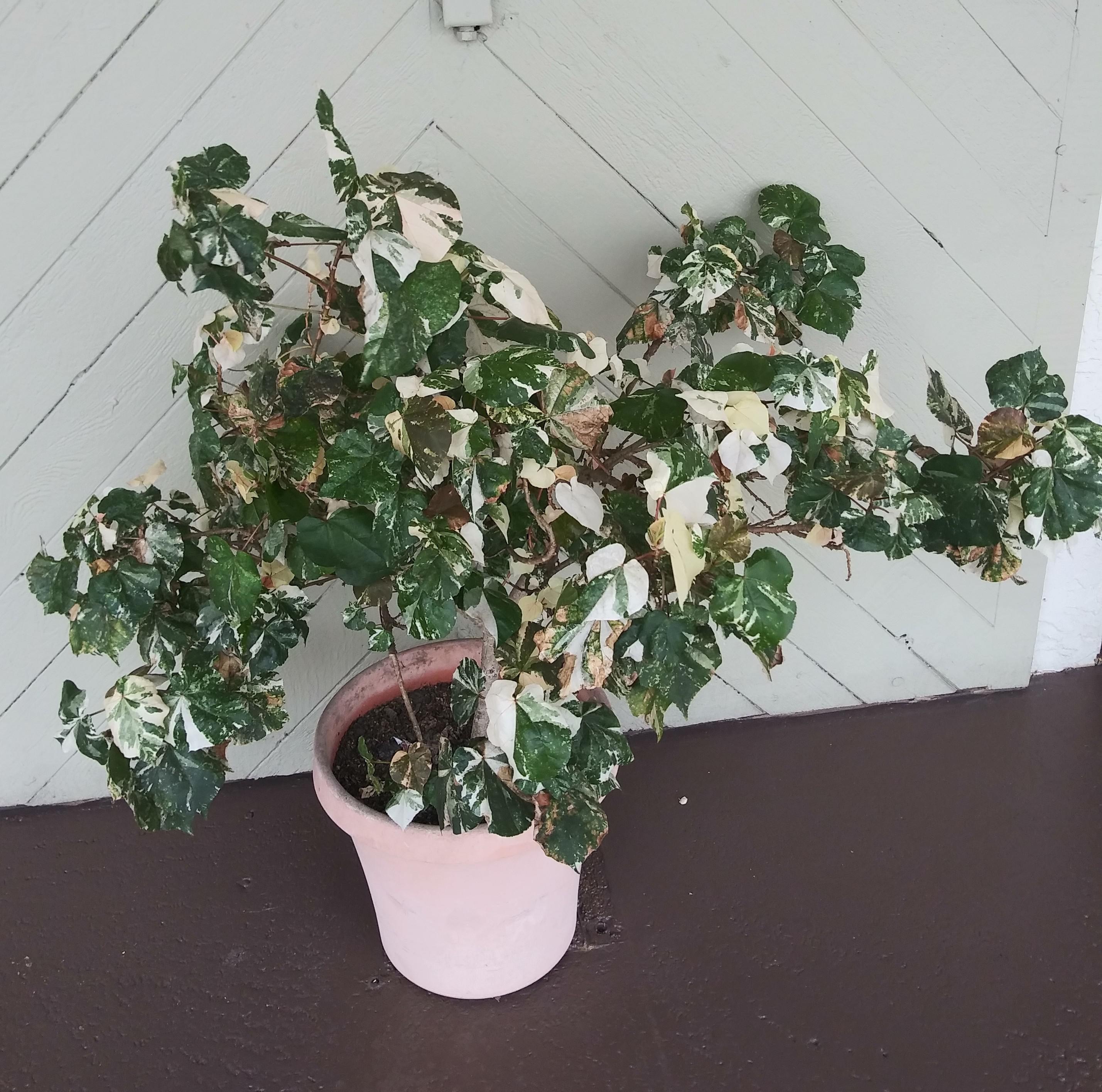 Help! Mature plant. 4ft wide 3 ft tall growing in south fl r