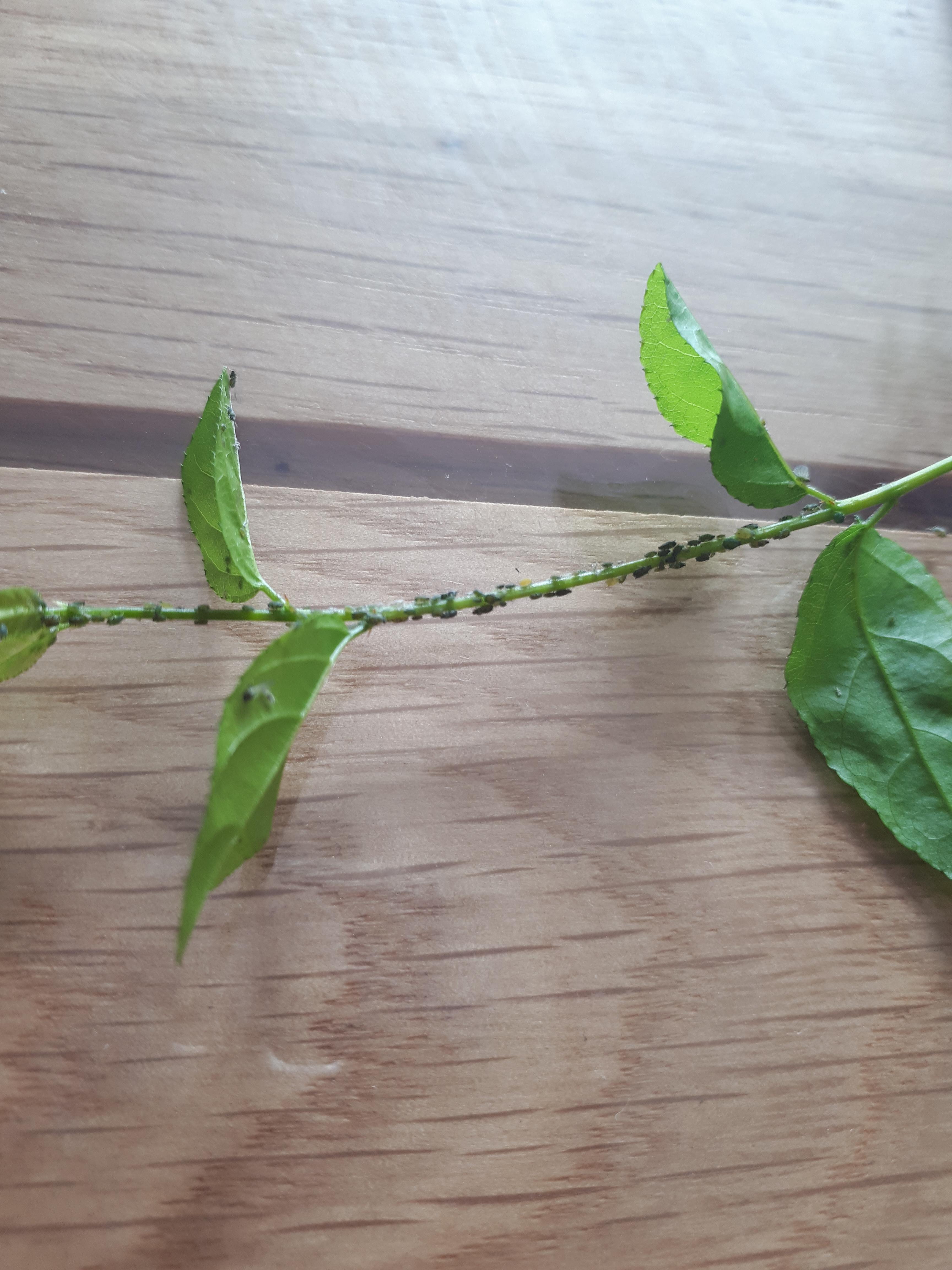 Tiny bugs all over my Bonsai Tree! Help! I have no idea what they are