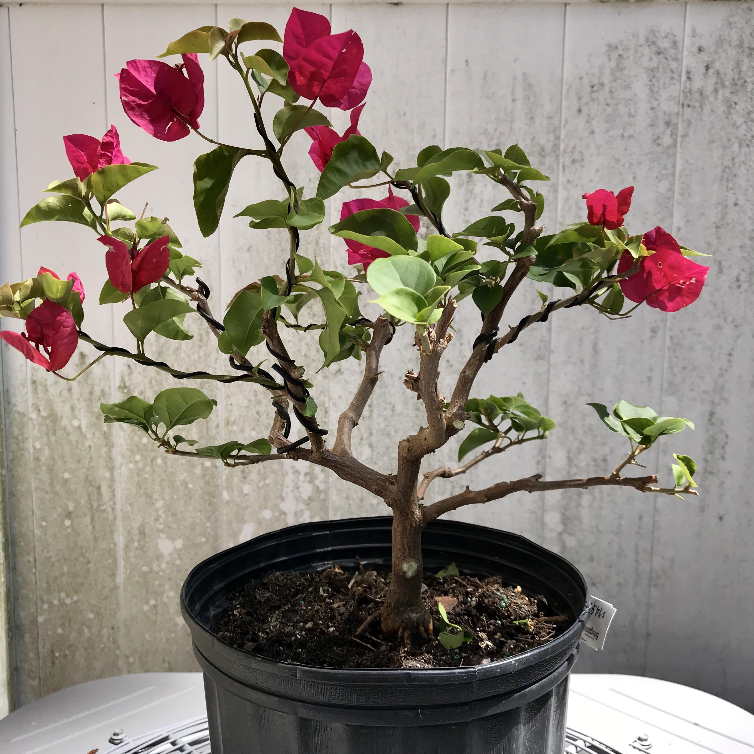 Bougainvillea Bonsai r/Bonsai