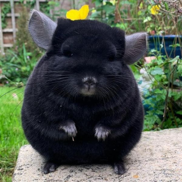 All black chinchilla 🖤 r/aww