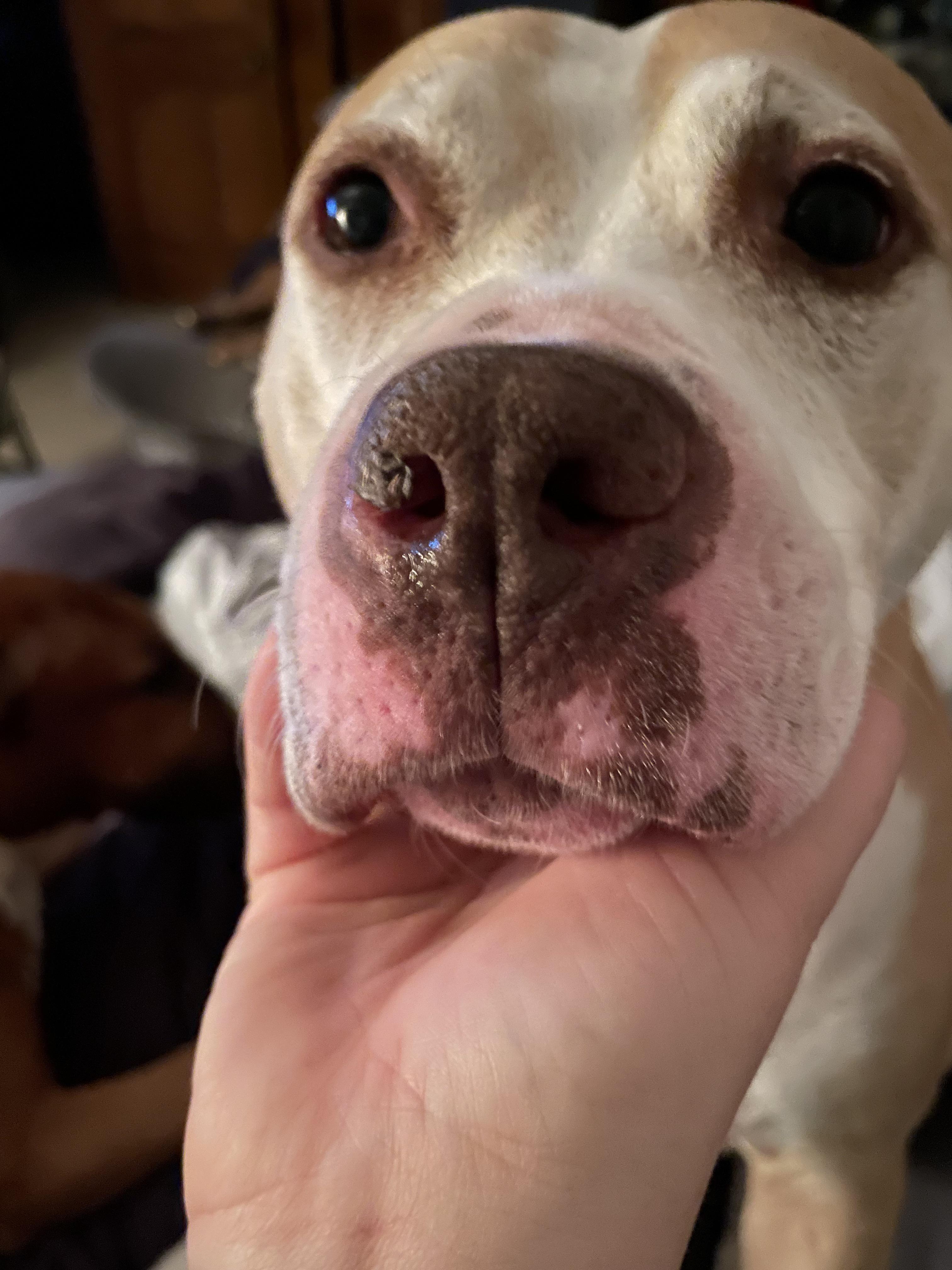 How Do You Use Coconut Oil On A Dogs Nose