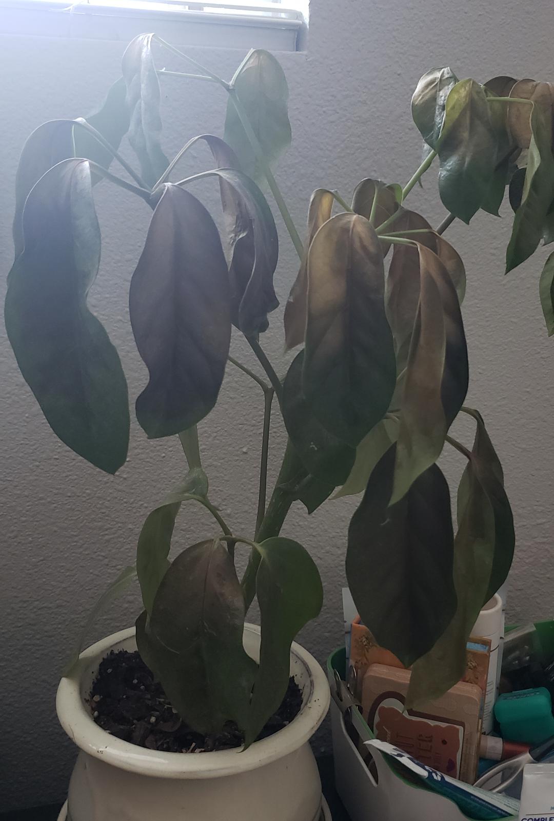 I let my poor plant get sunburned! What can I do to help it recover